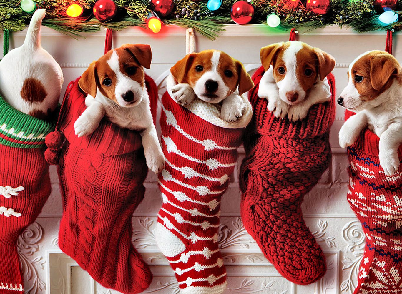 Christmas Puppy Wallpapers