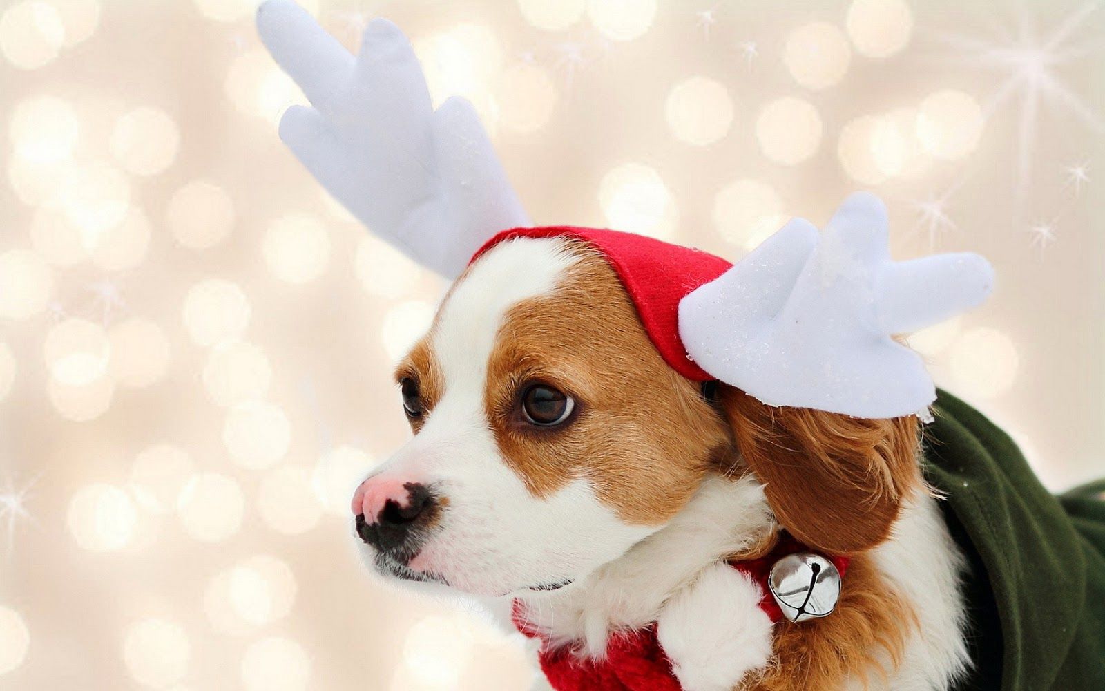 Christmas Puppy Wallpapers