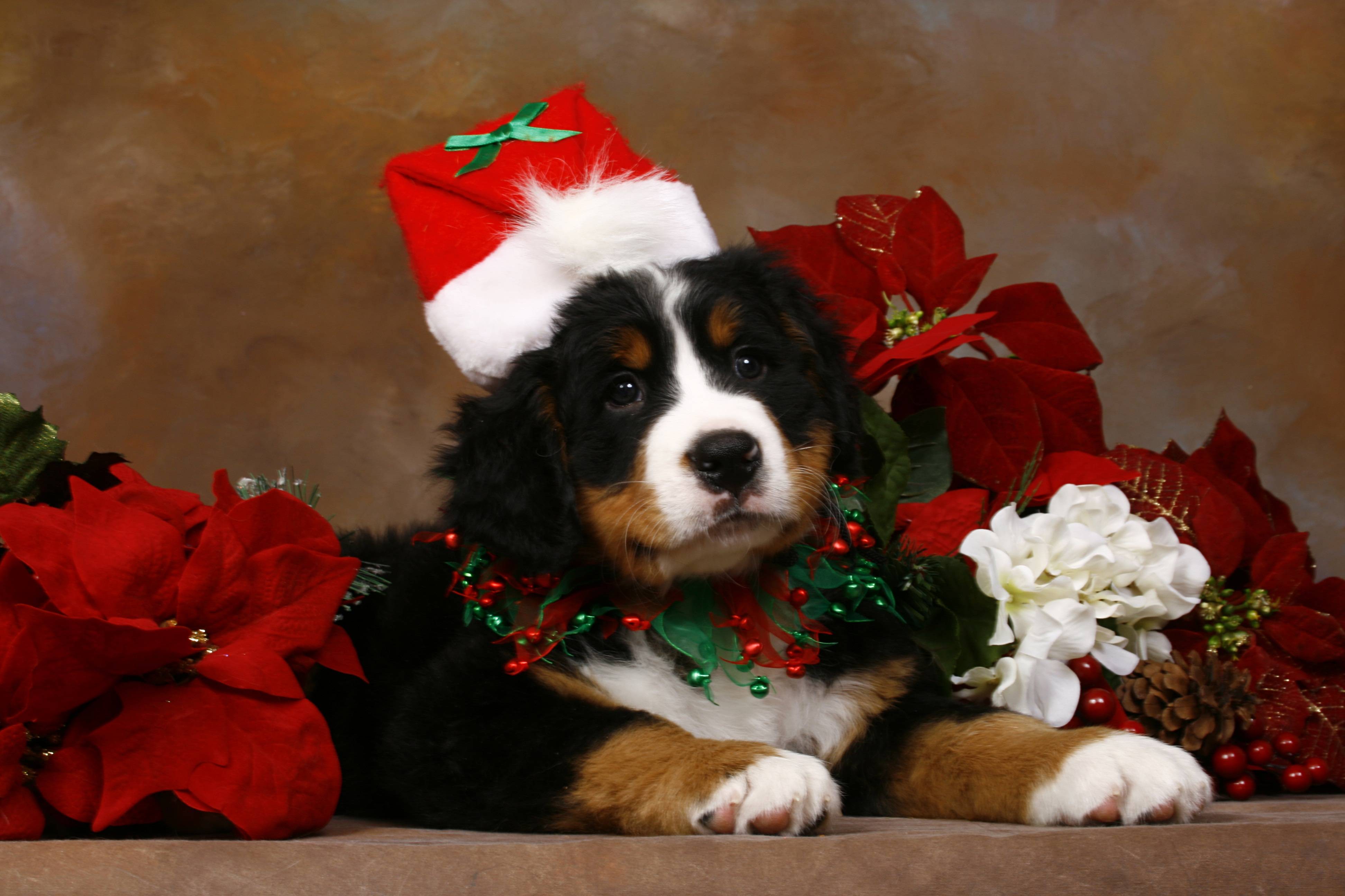 Christmas Puppy Wallpapers