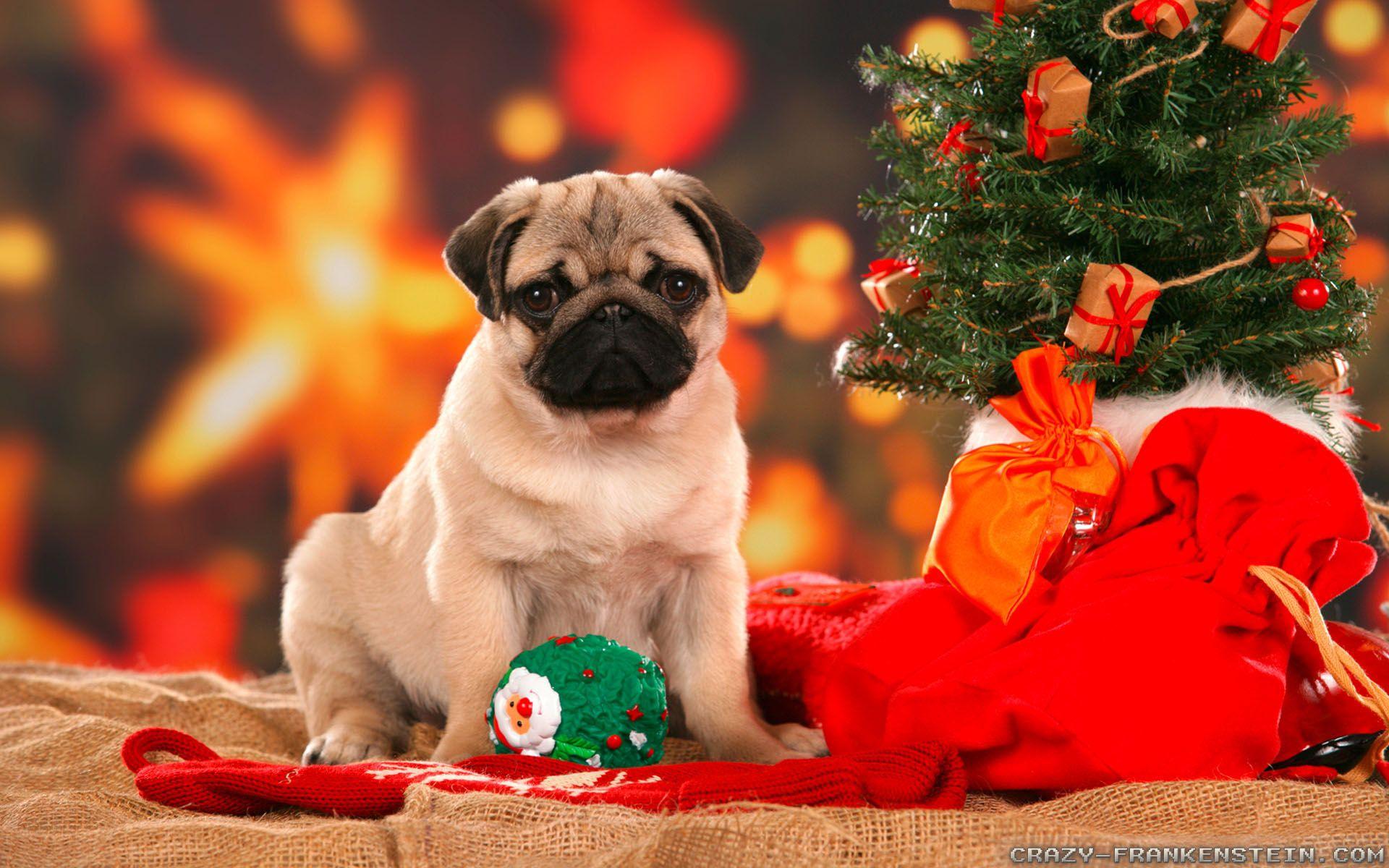 Christmas Puppy Wallpapers