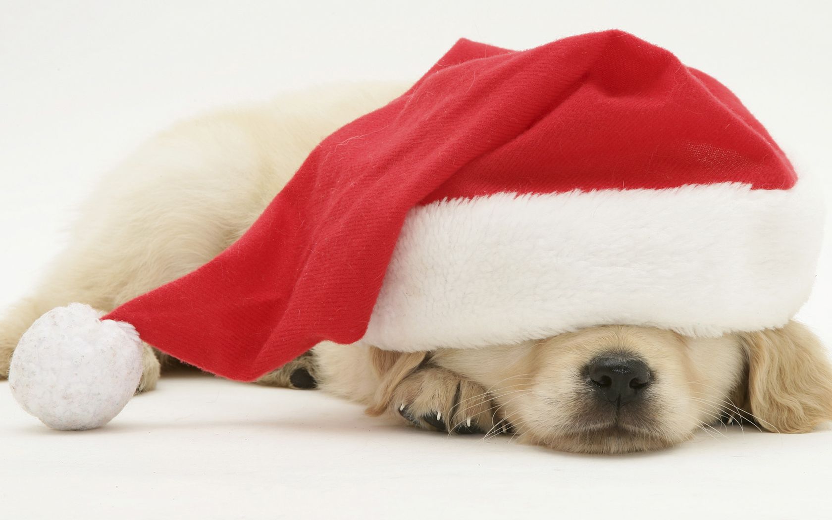 Christmas Puppy Wallpapers