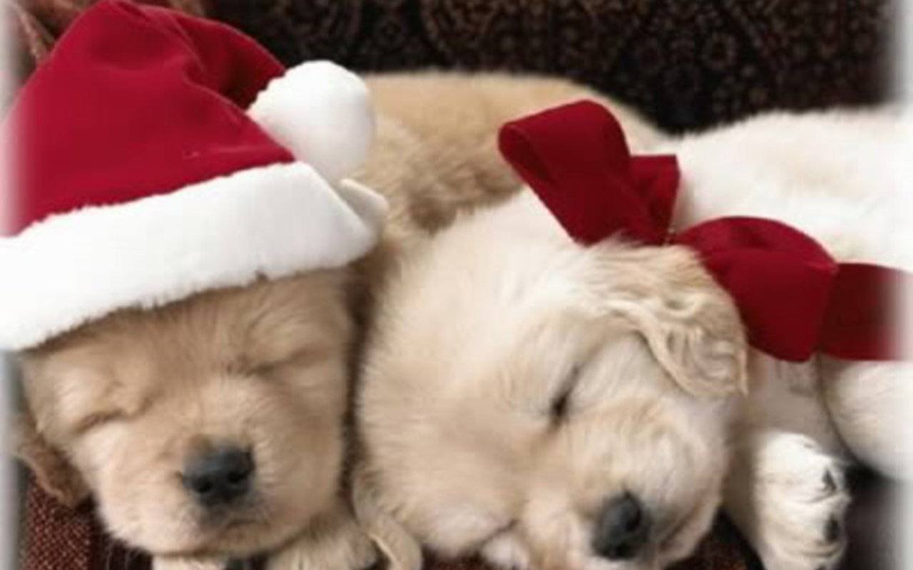 Christmas Puppy Wallpapers