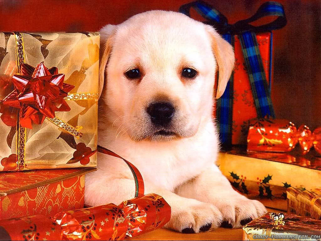 Christmas Puppy Wallpapers