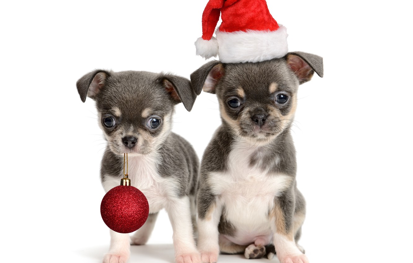 Christmas Puppy Wallpapers