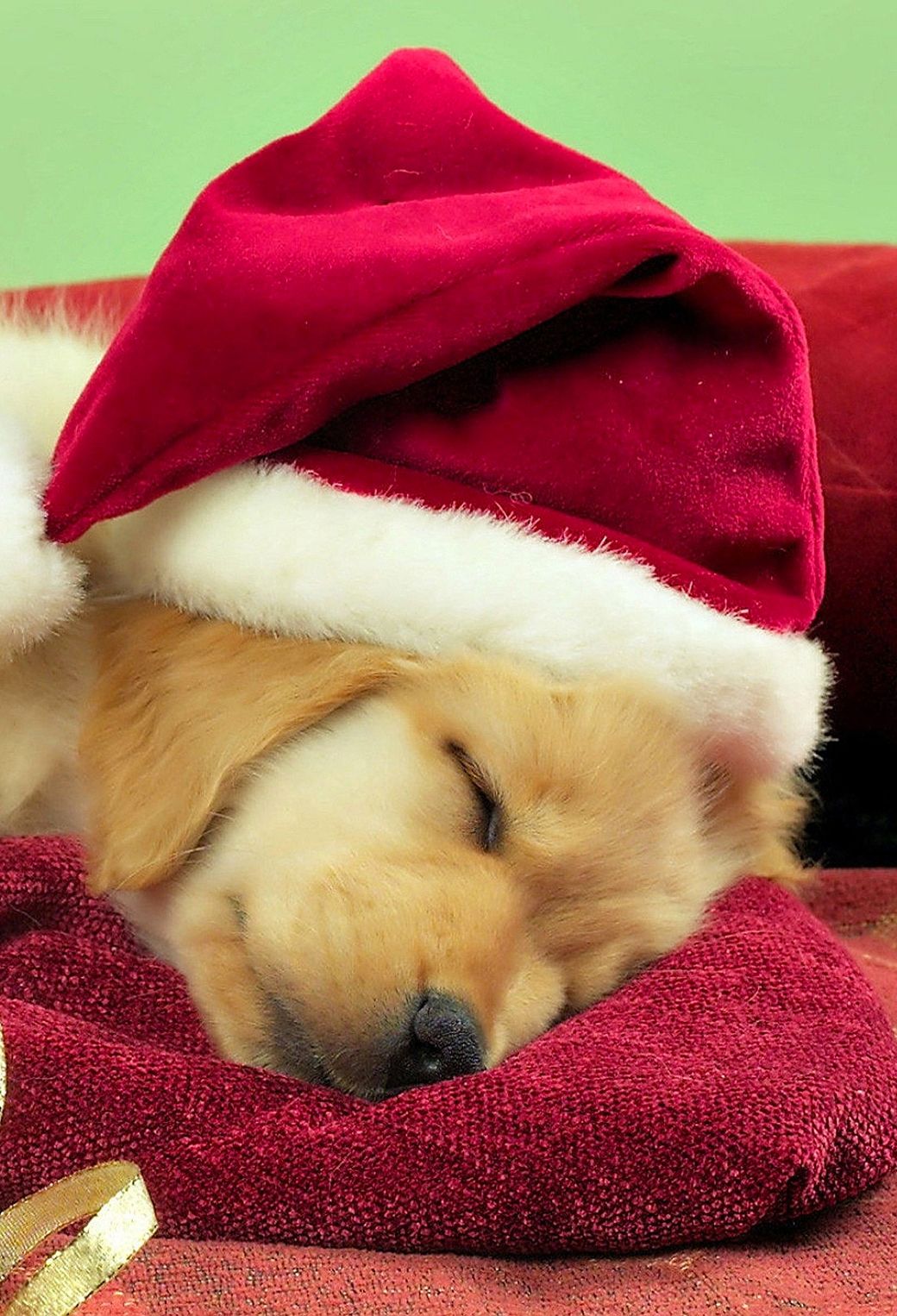 Christmas Puppy Wallpapers