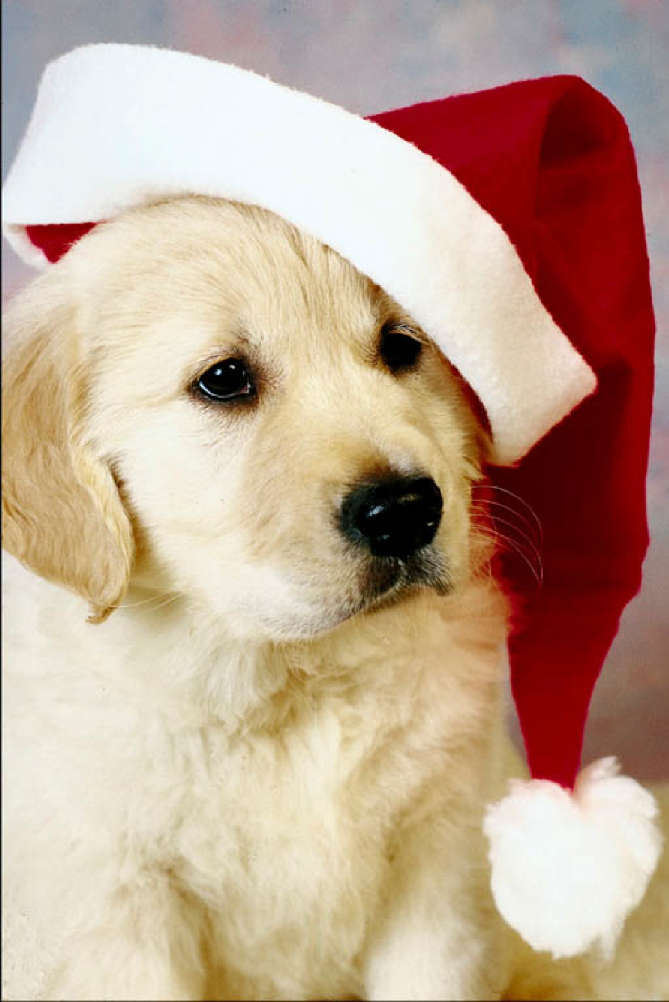 Christmas Puppy Wallpapers