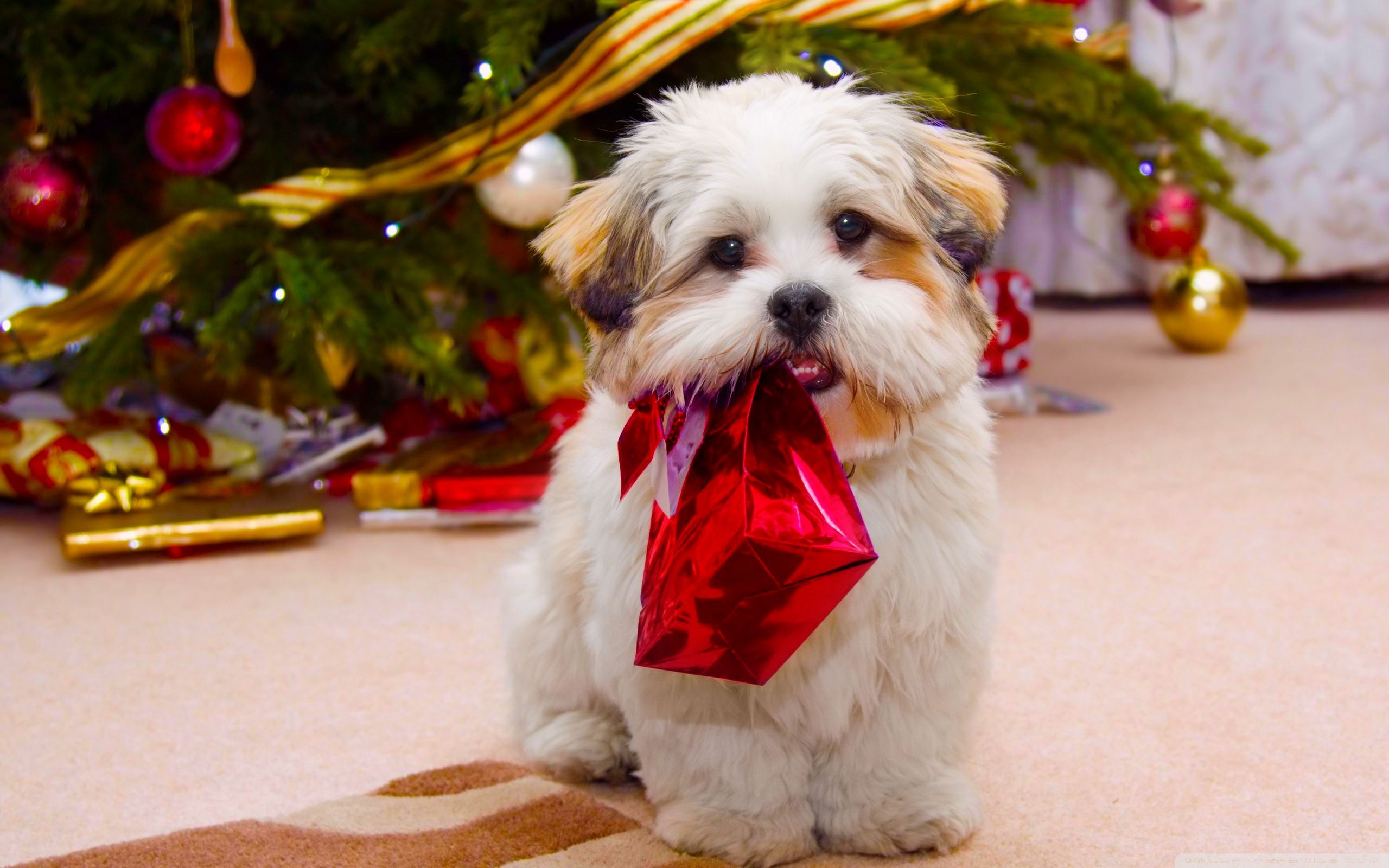 Christmas Puppy Desktop Wallpapers