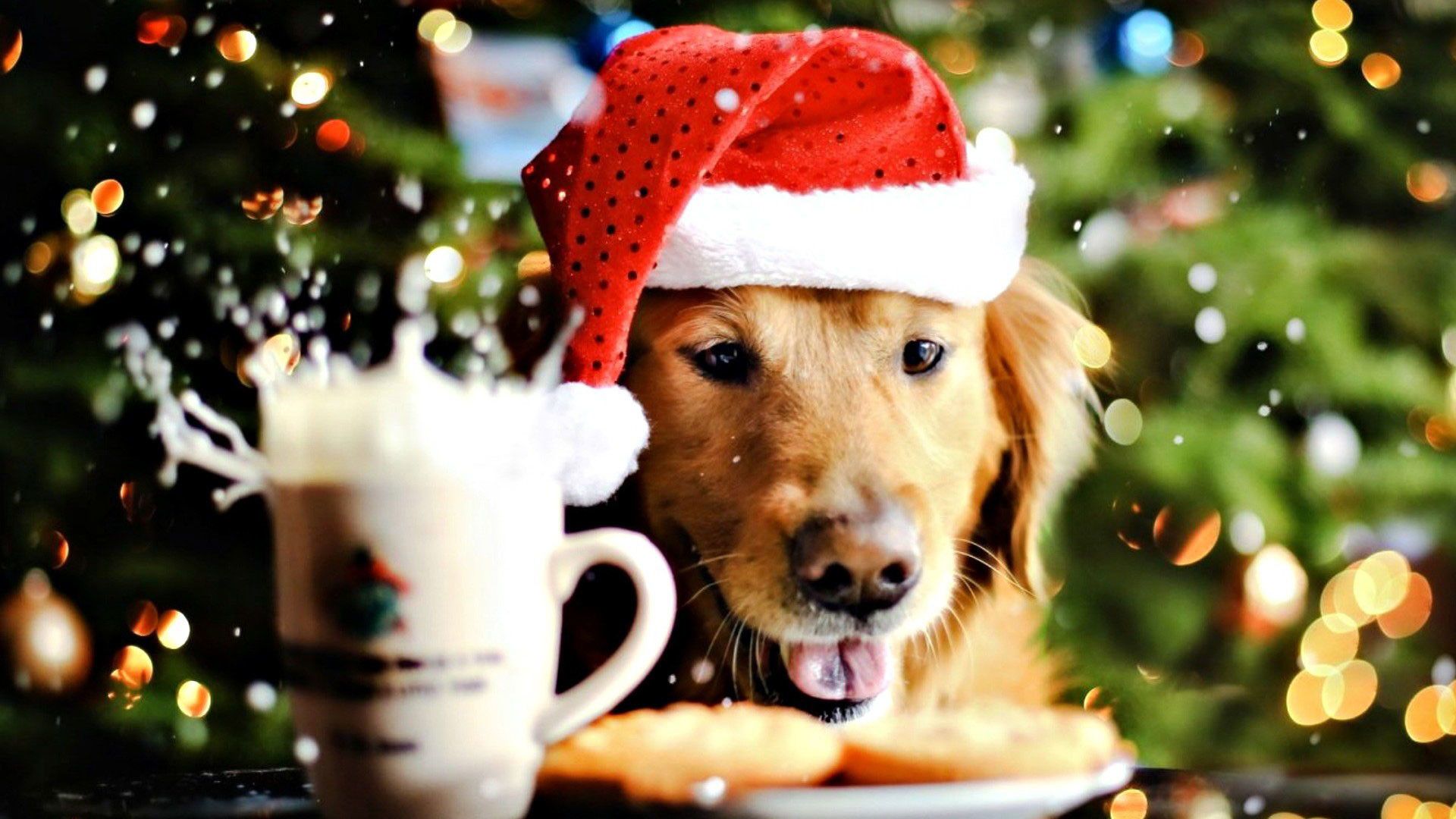 Christmas Puppy Desktop Wallpapers