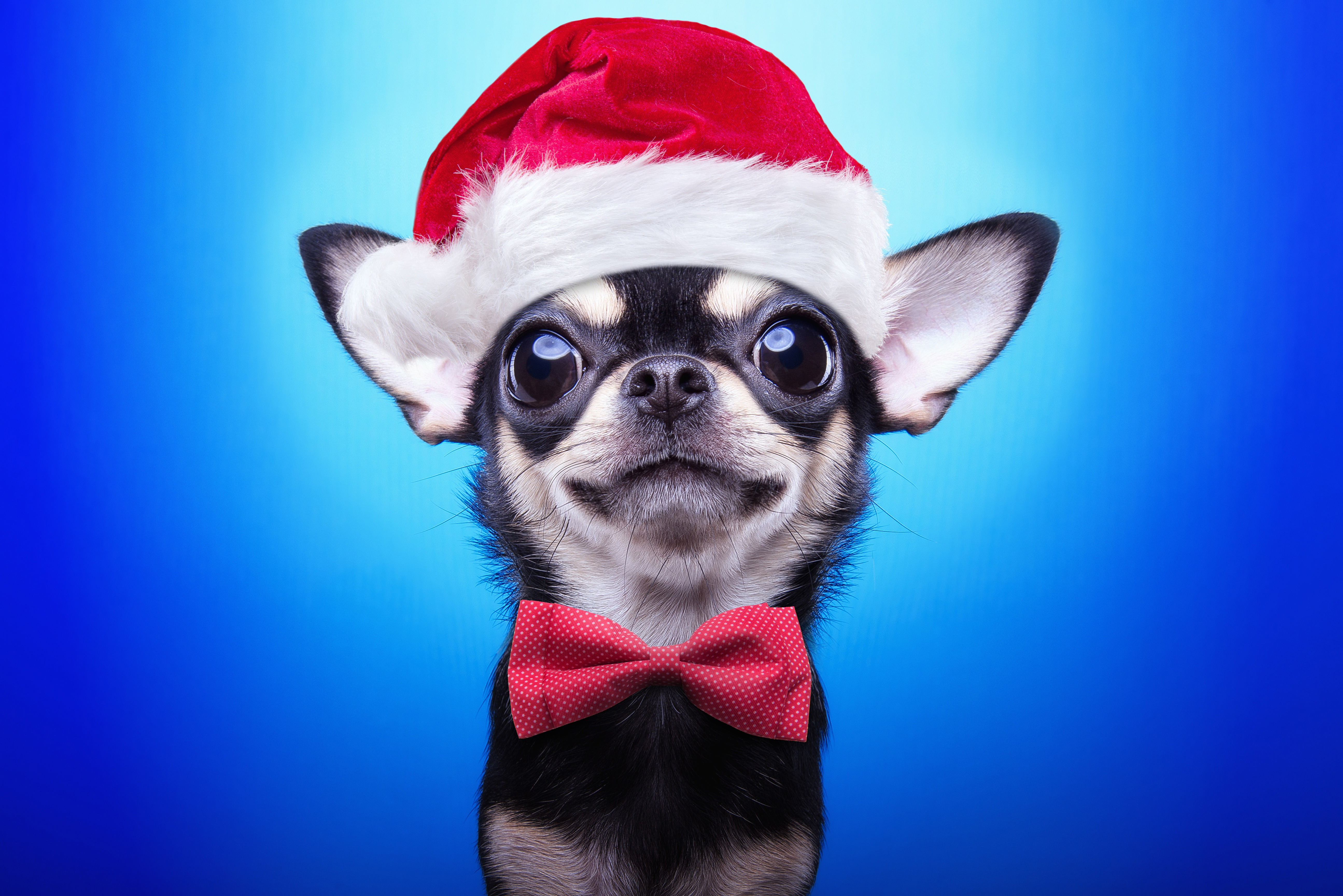 Christmas Puppy Desktop Wallpapers