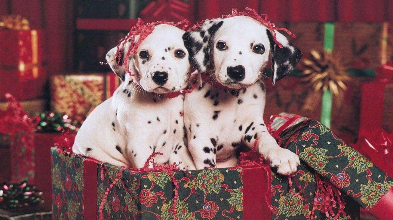Christmas Puppy Desktop Wallpapers