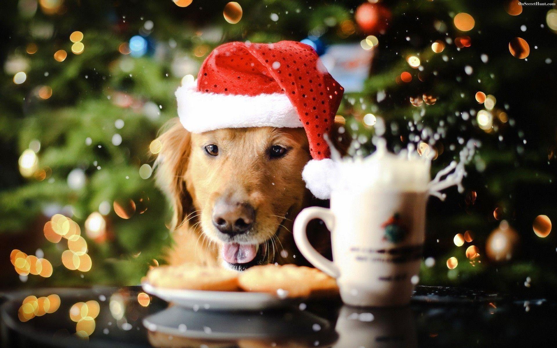 Christmas Puppy Desktop Wallpapers