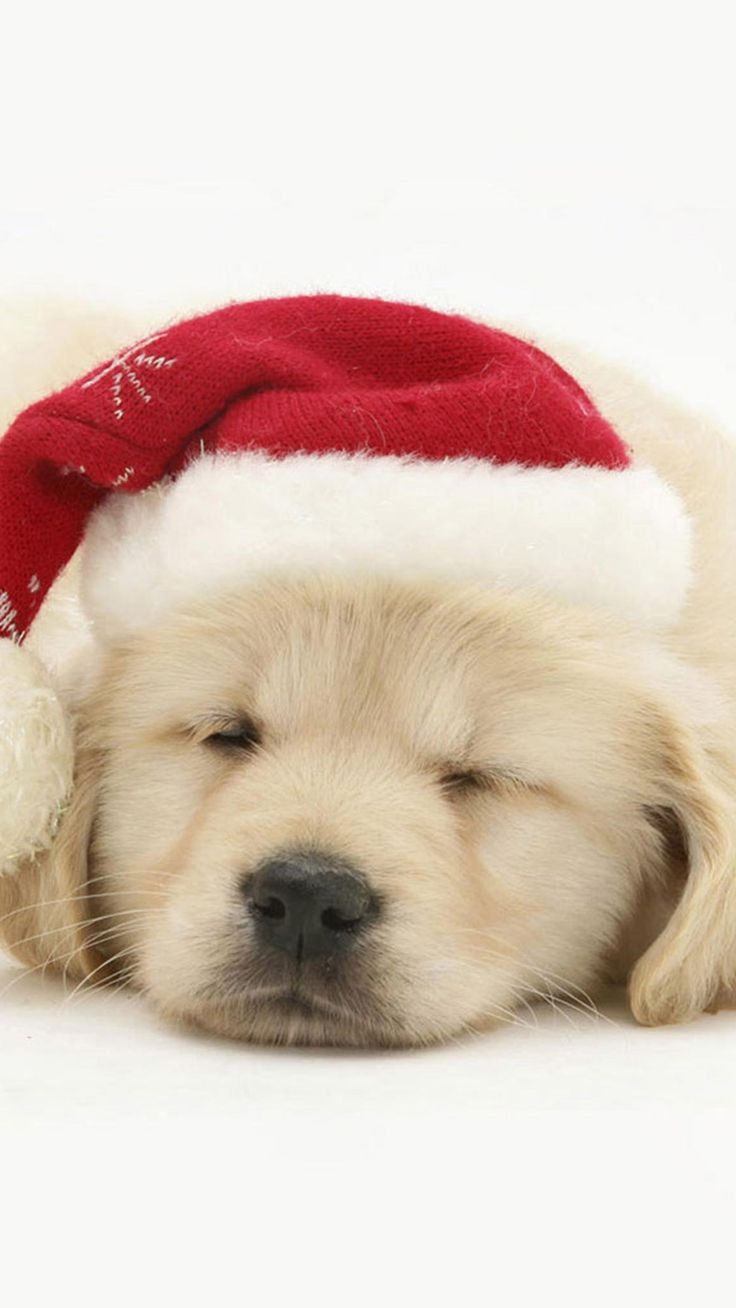 Christmas Puppy Desktop Wallpapers