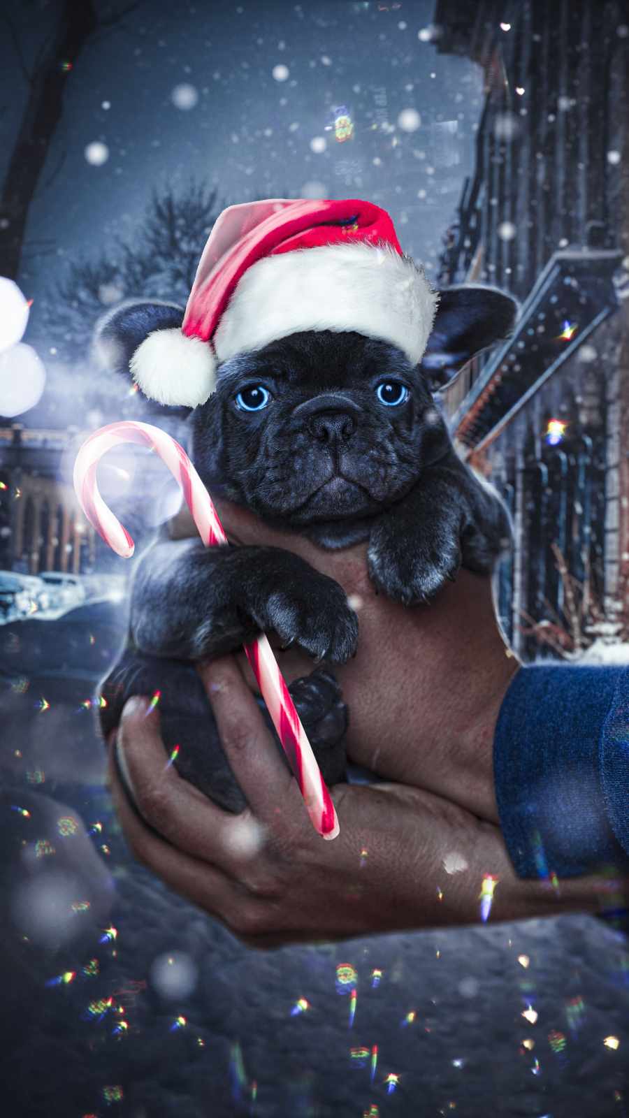 Christmas Puppy Desktop Wallpapers