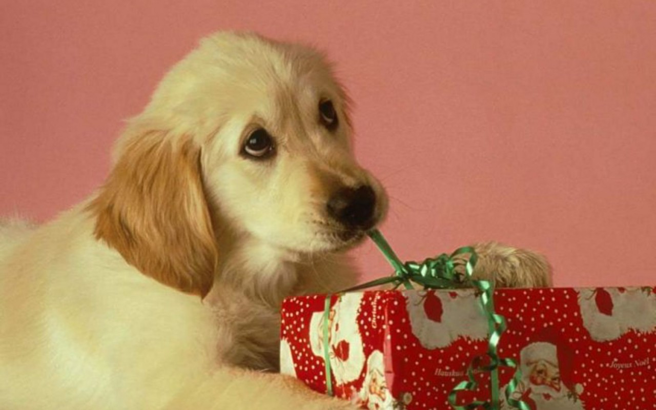 Christmas Puppy Desktop Wallpapers