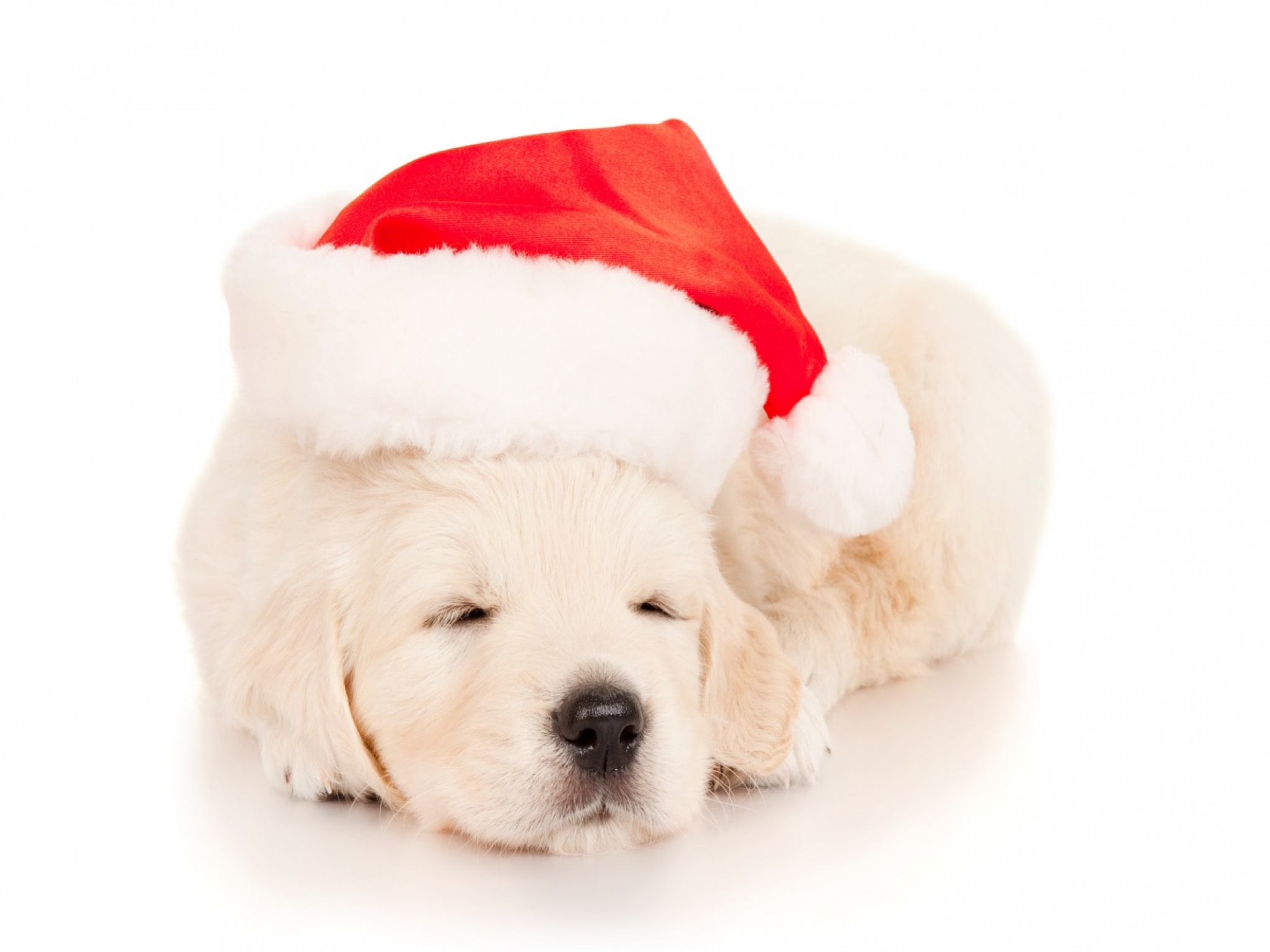 Christmas Puppy Desktop Wallpapers