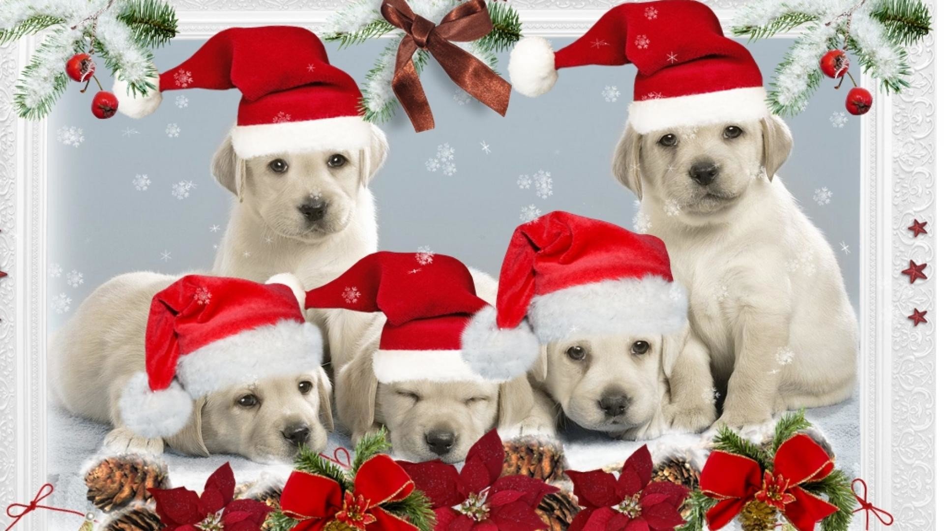 Christmas Puppy Desktop Wallpapers