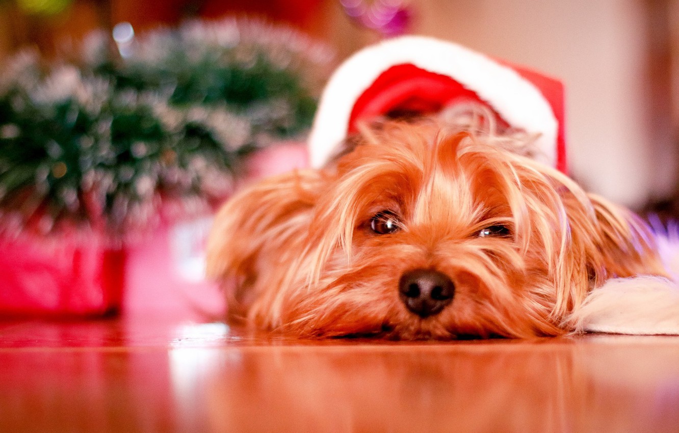 Christmas Puppy Desktop Wallpapers