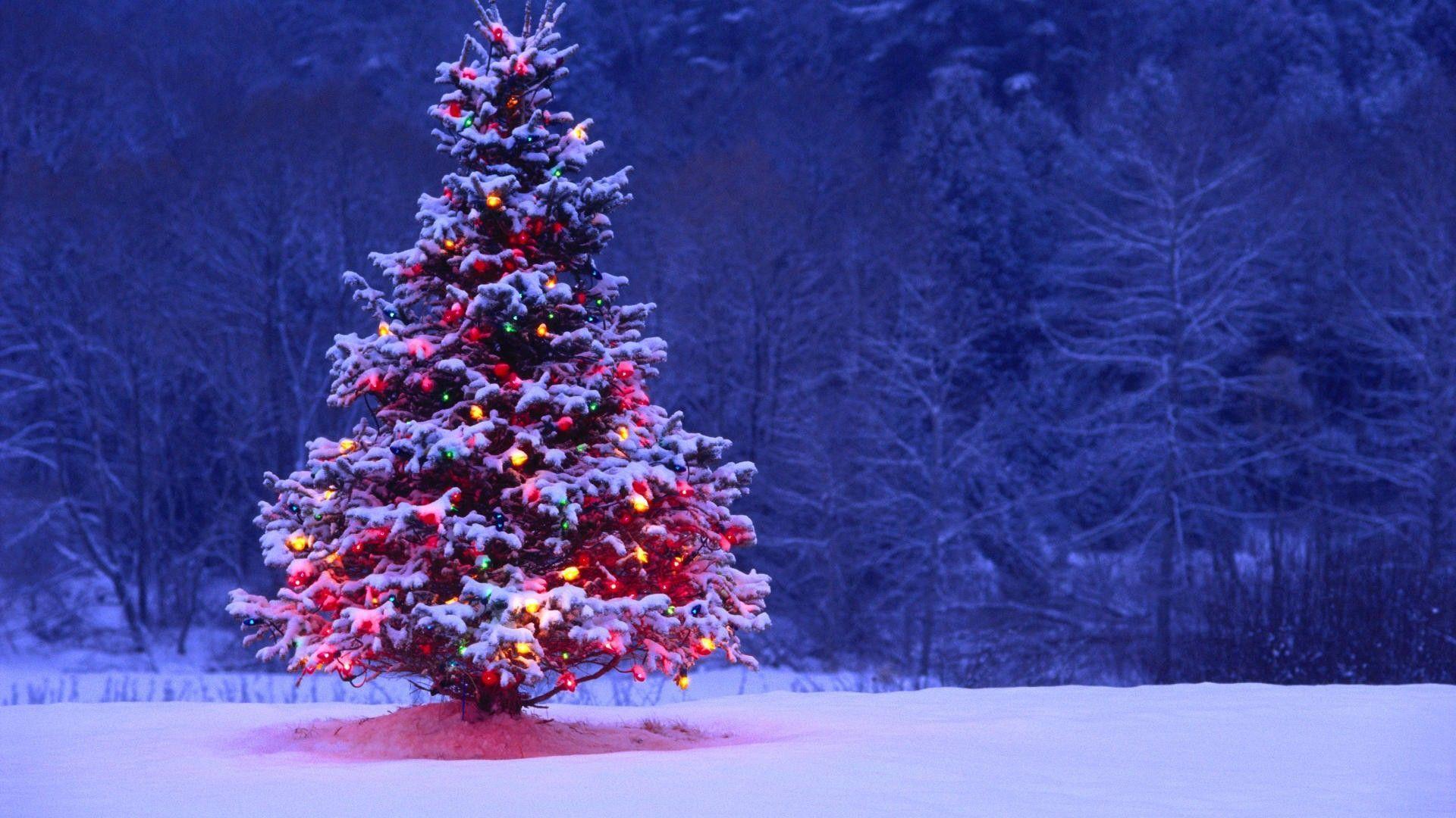 Christmas Tree Free Wallpapers