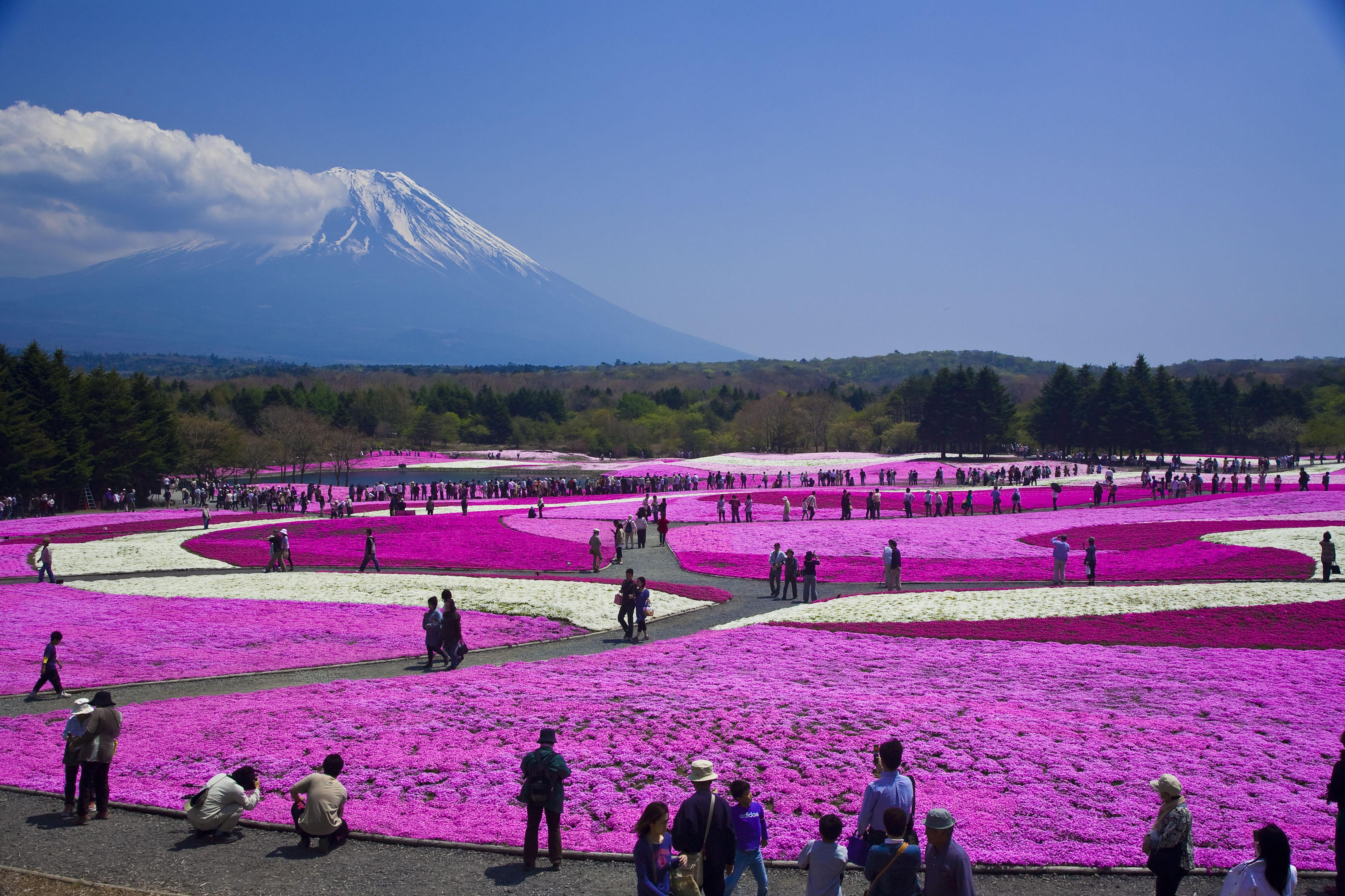 Fuji Shibazakura Festival Wallpapers