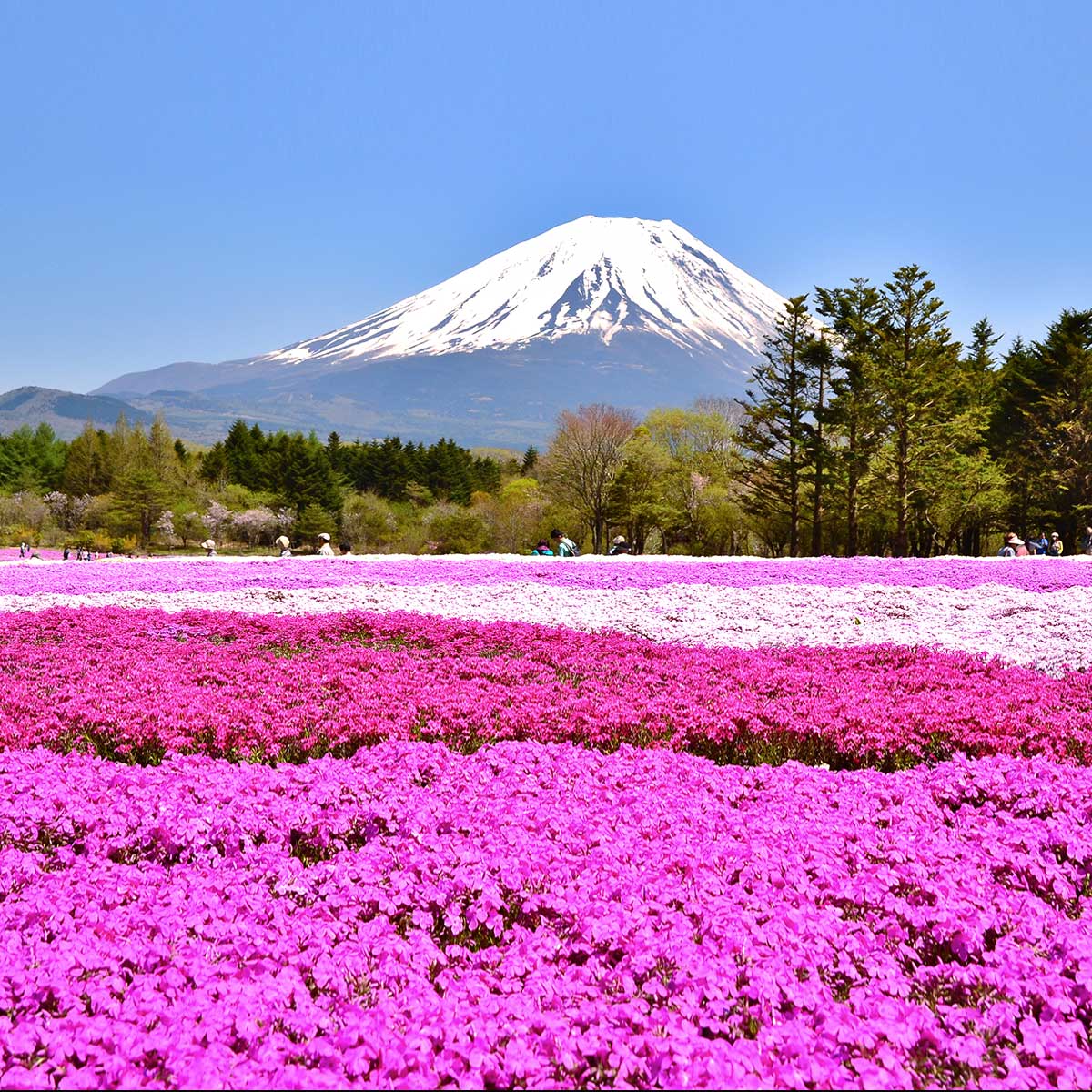 Fuji Shibazakura Festival Wallpapers