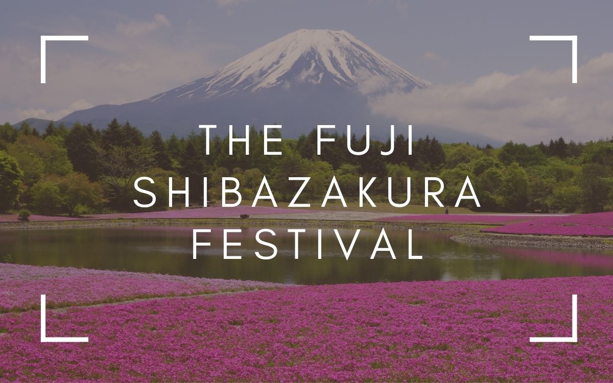 Fuji Shibazakura Festival Wallpapers