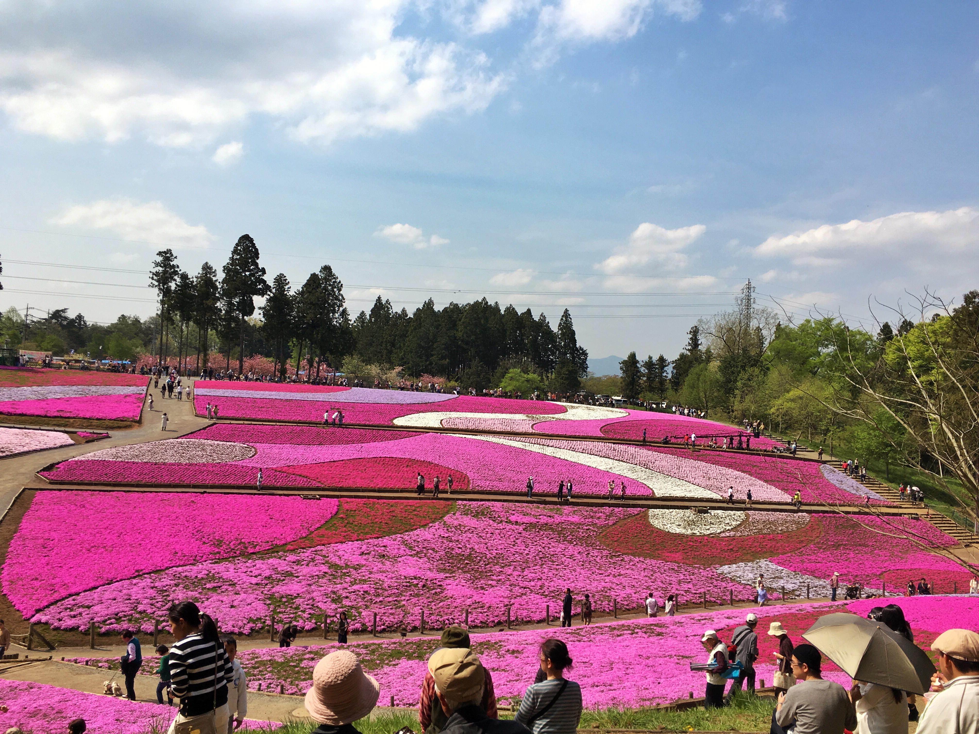 Fuji Shibazakura Festival Wallpapers