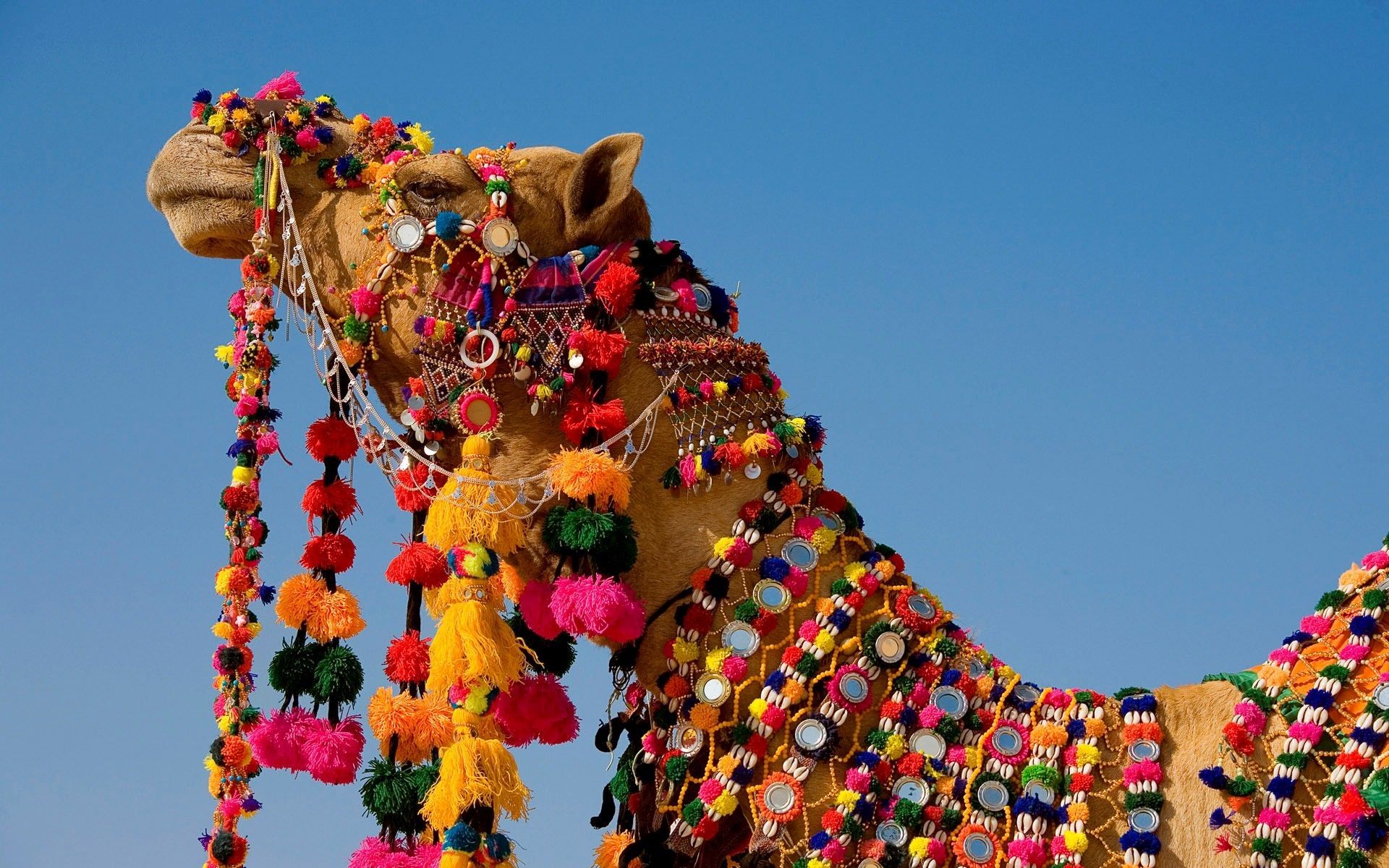 Jaisalmer Desert Festival Wallpapers