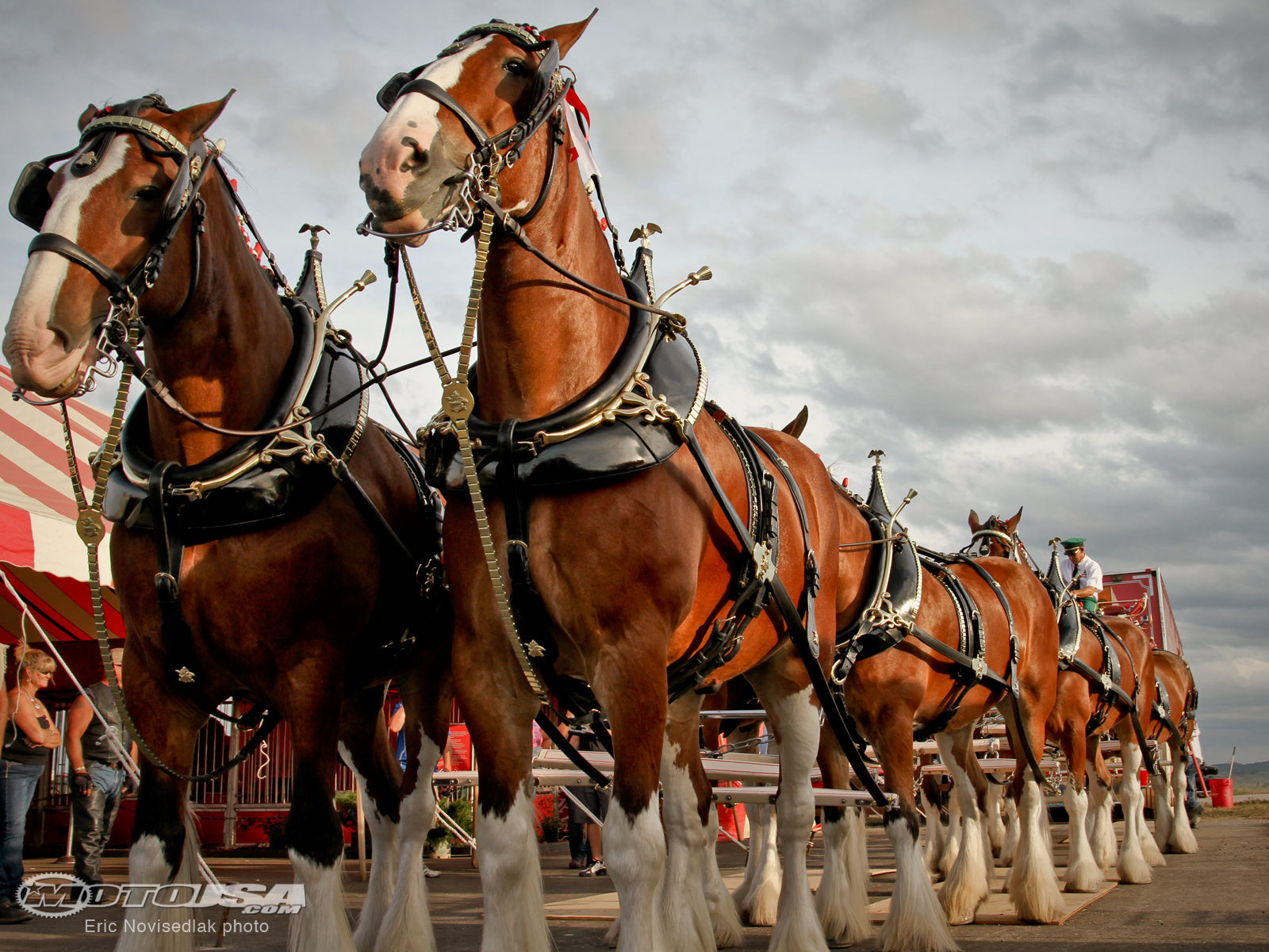 Anheuser-Busch Wallpapers