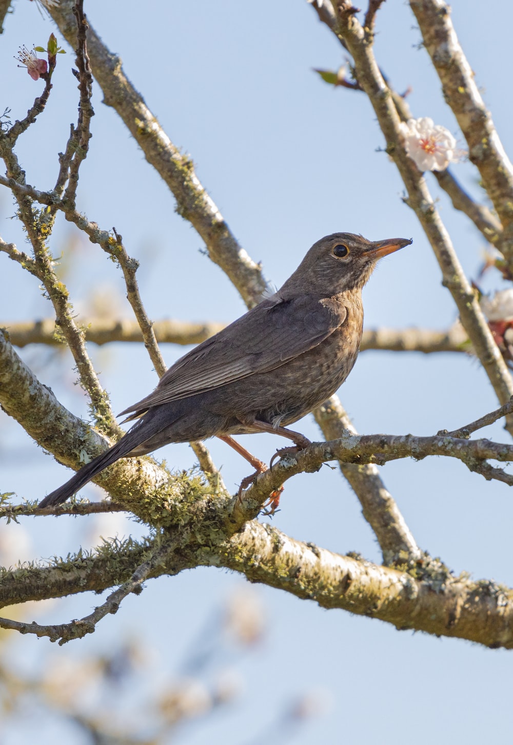 Thrush Wallpapers