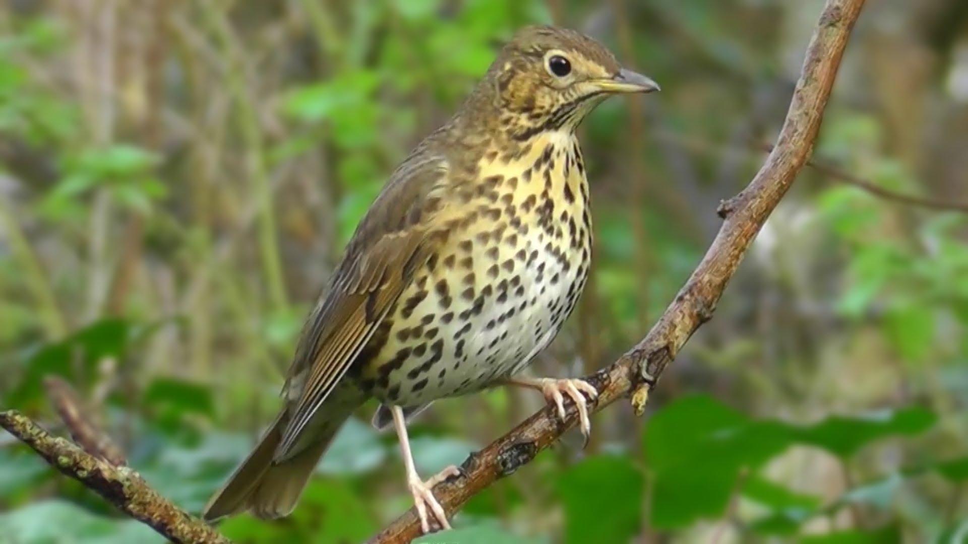 Thrush Wallpapers