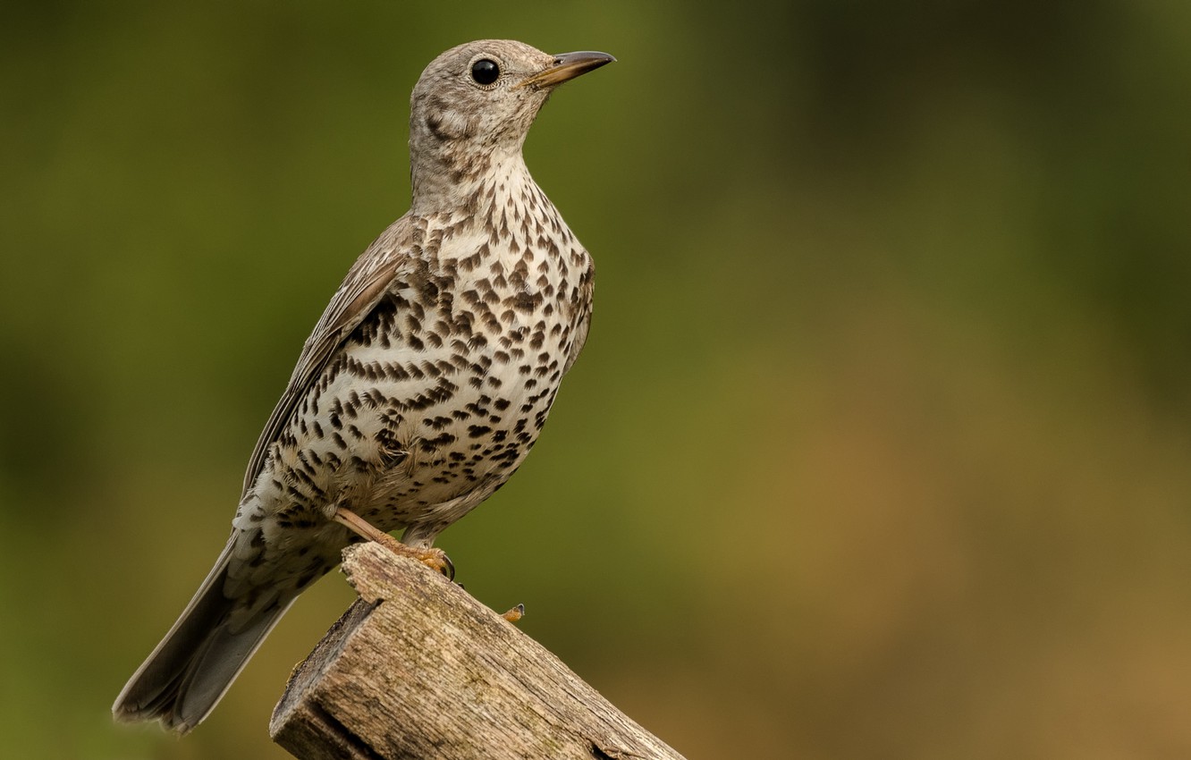 Thrush Wallpapers