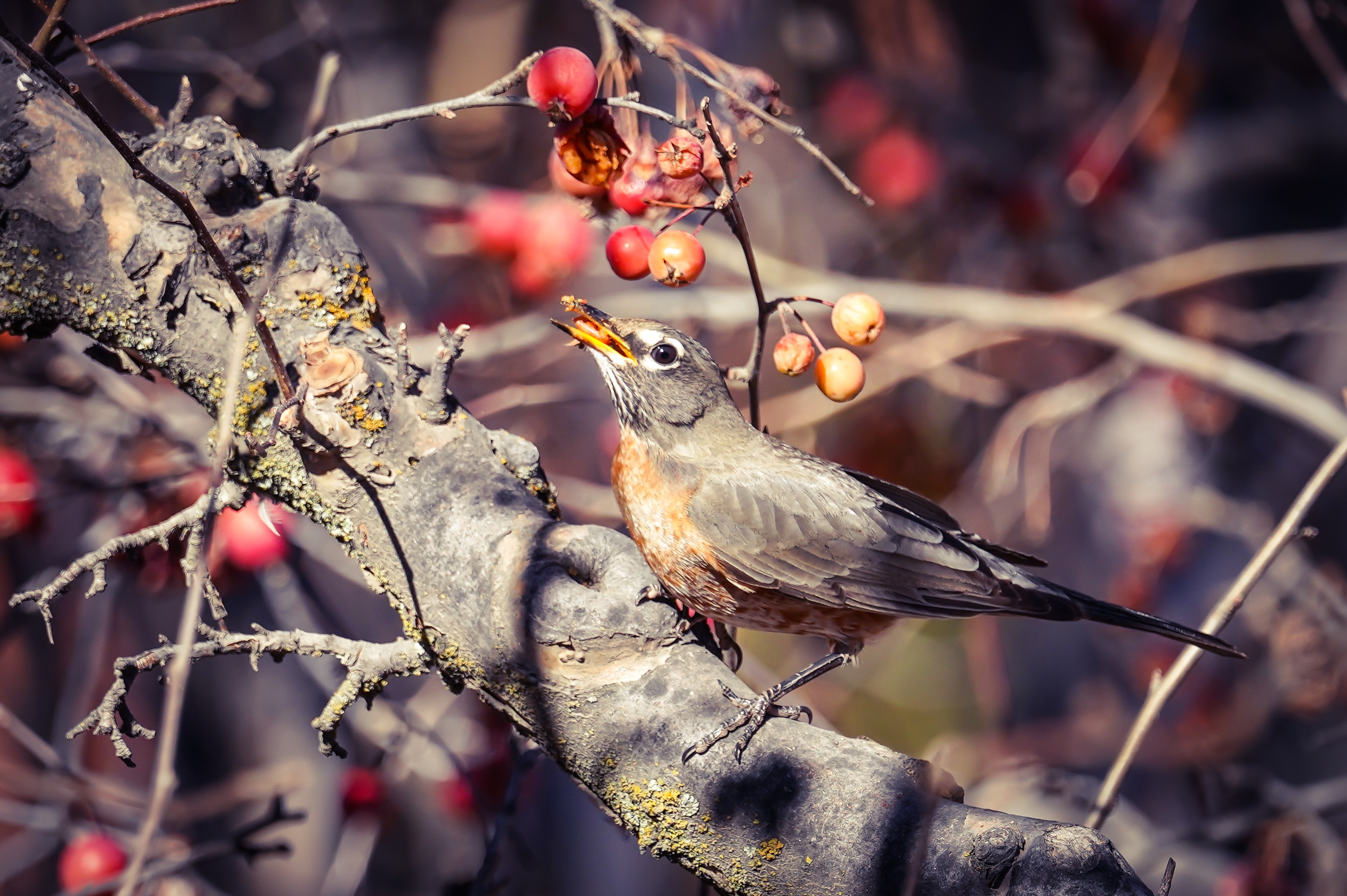 Thrush Wallpapers