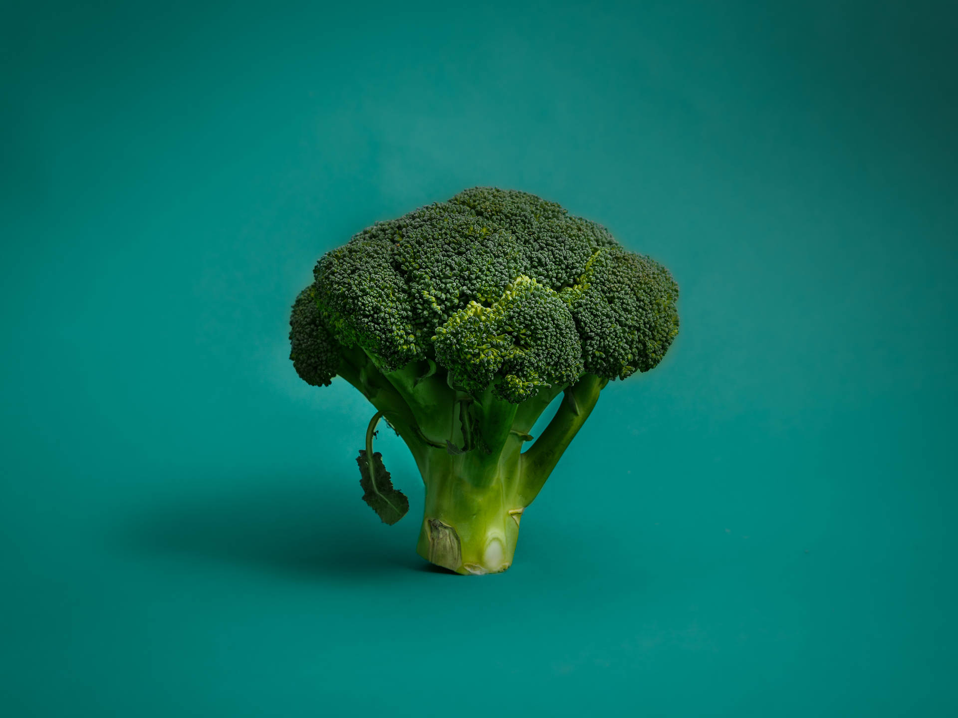 Broccoli Wallpapers