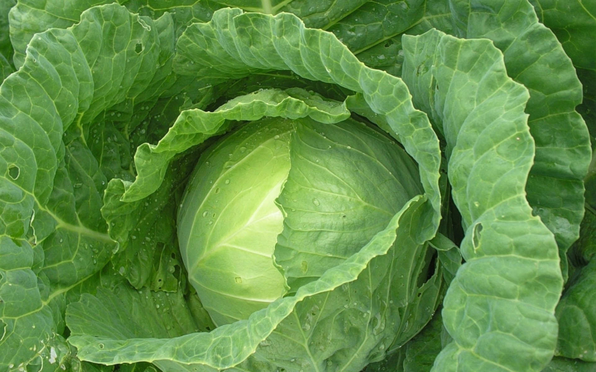 Cabbage Wallpapers