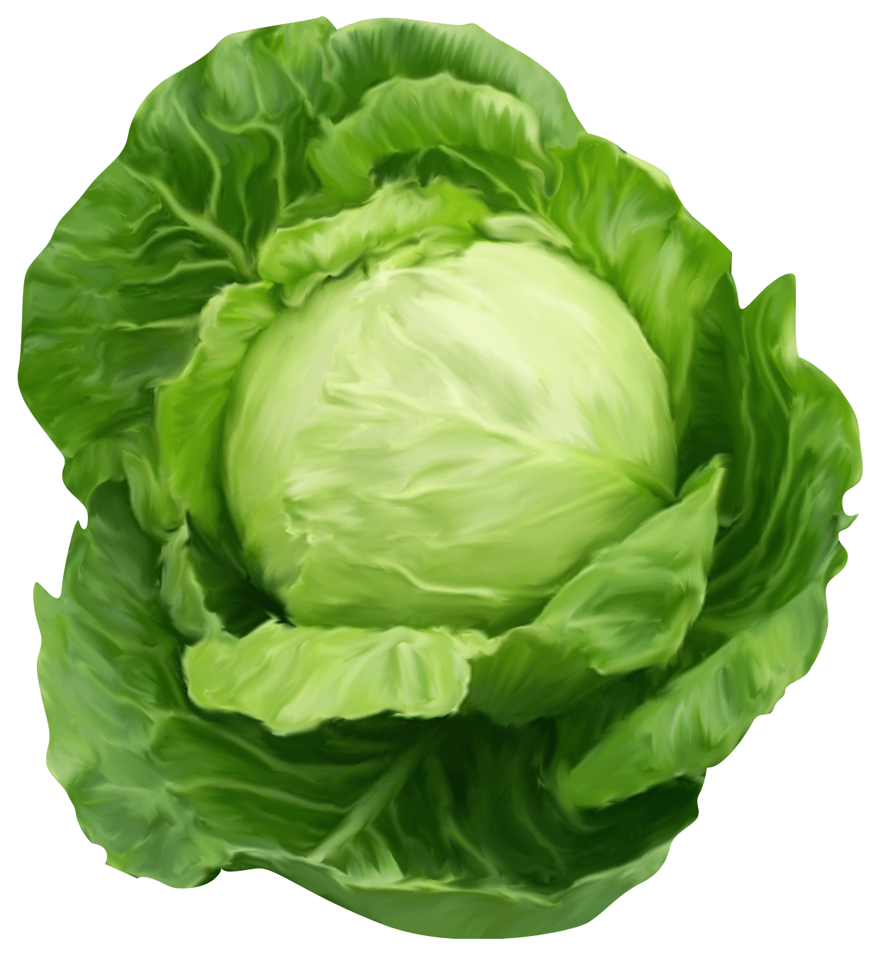 Cabbage Wallpapers