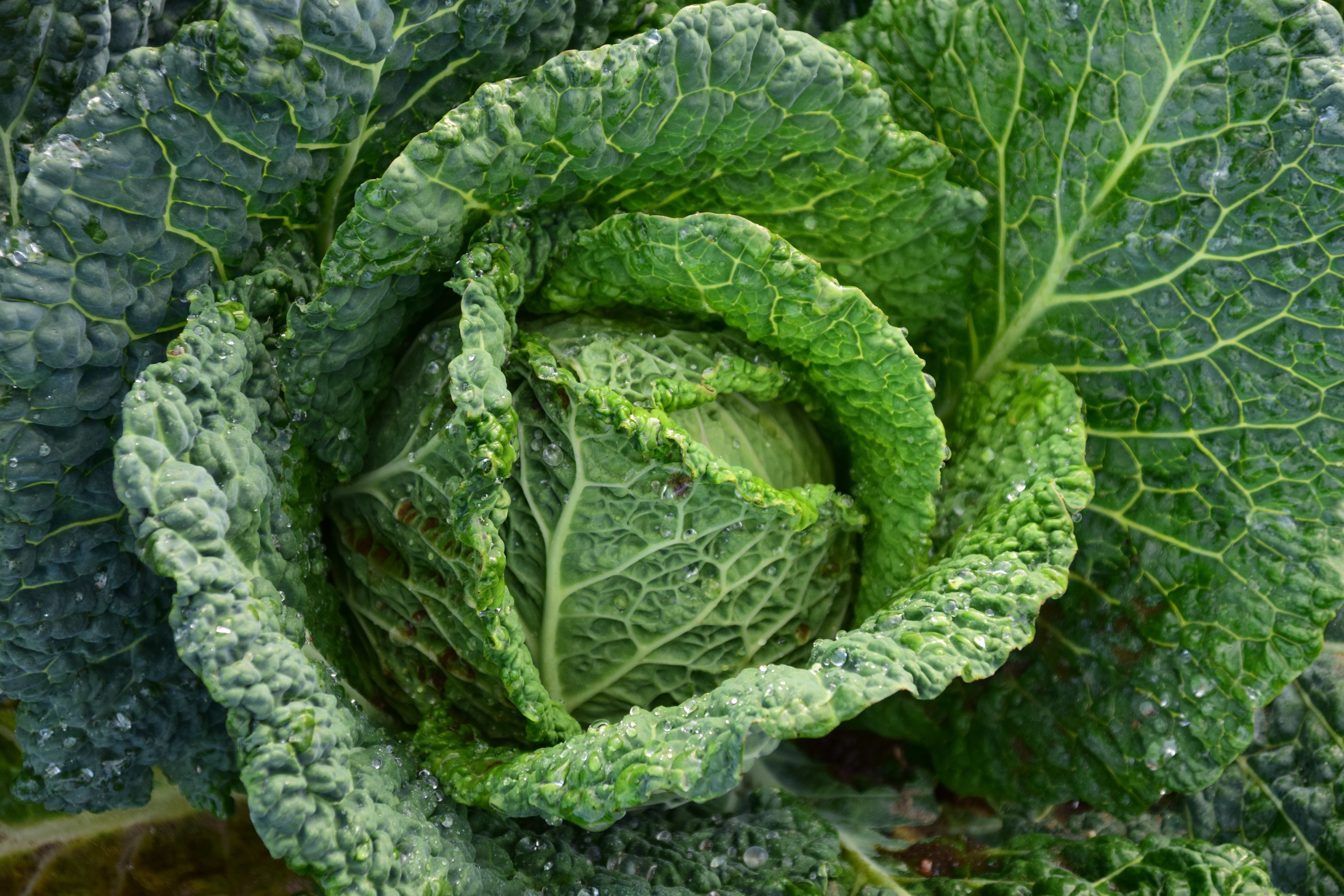 Cabbage Wallpapers