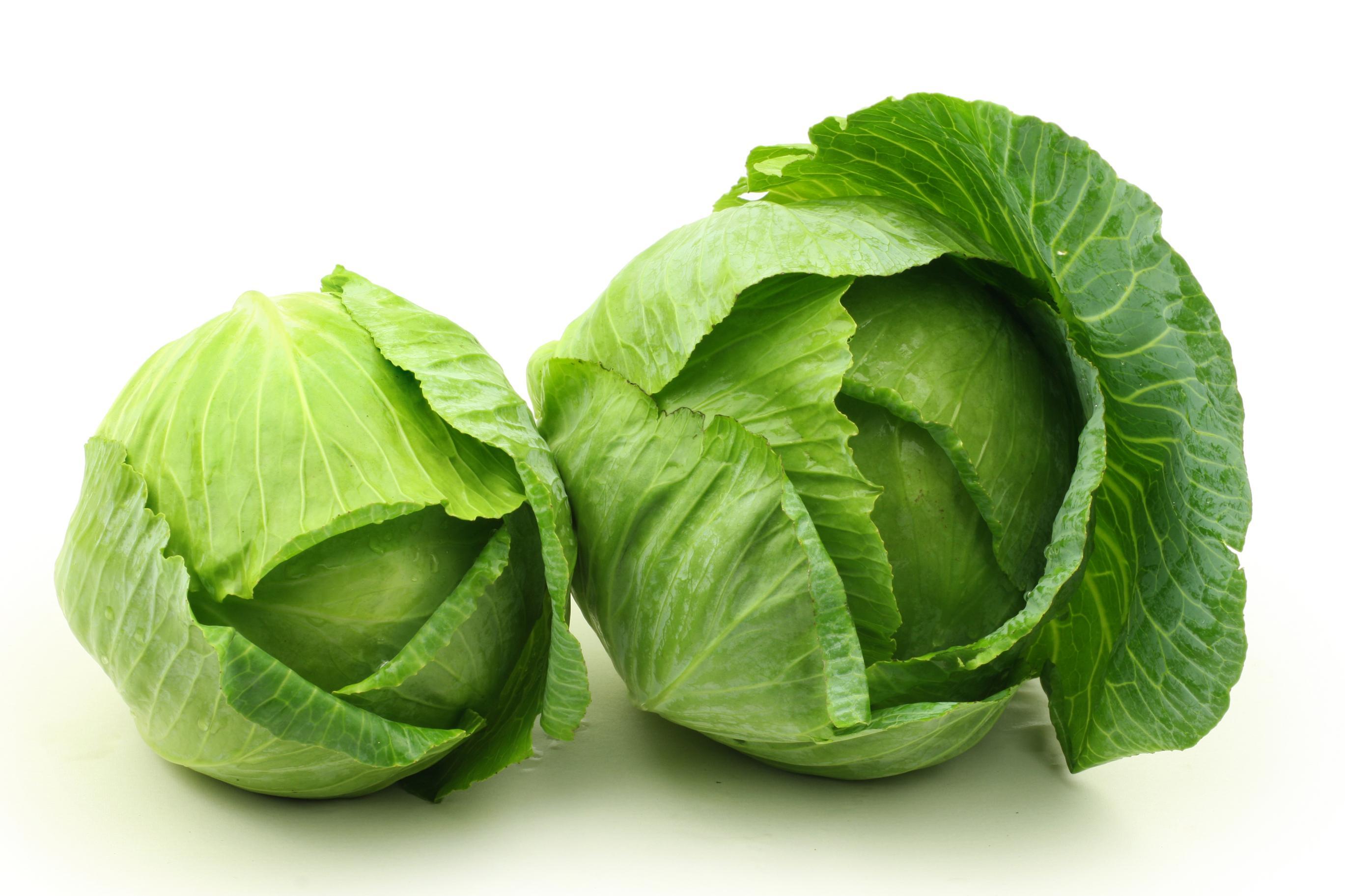 Cabbage Wallpapers