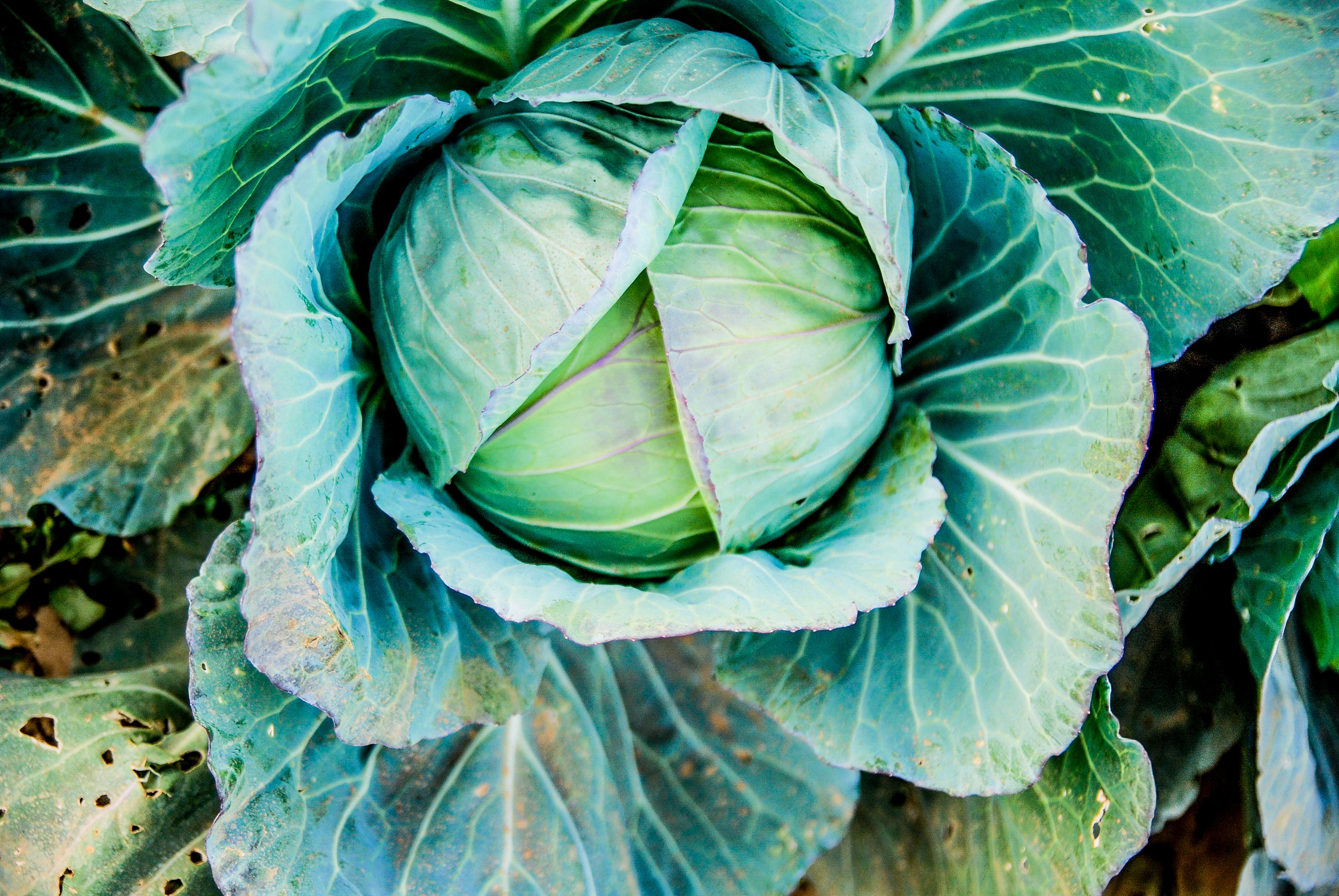 Cabbage Wallpapers