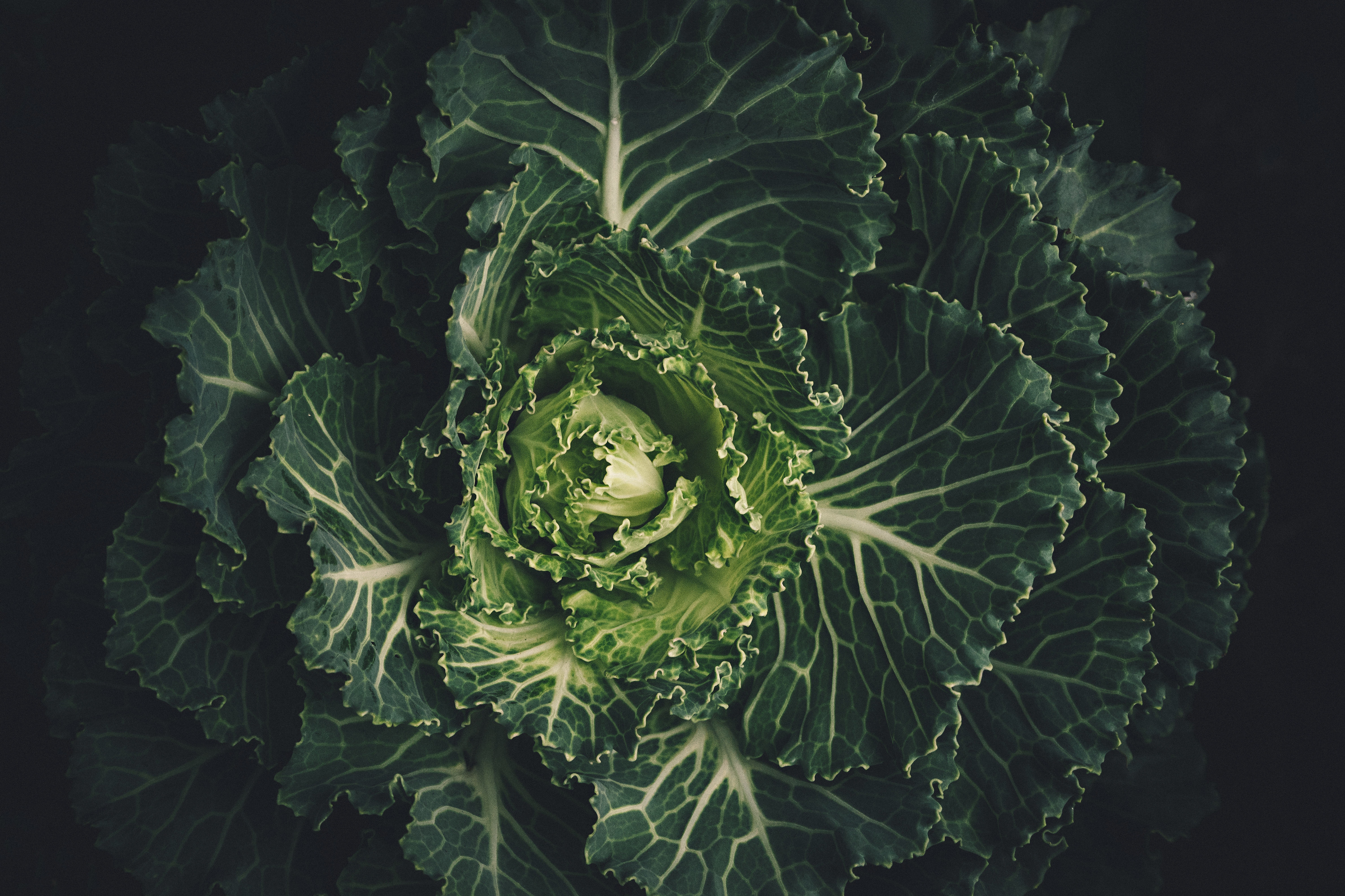 Cabbage Wallpapers