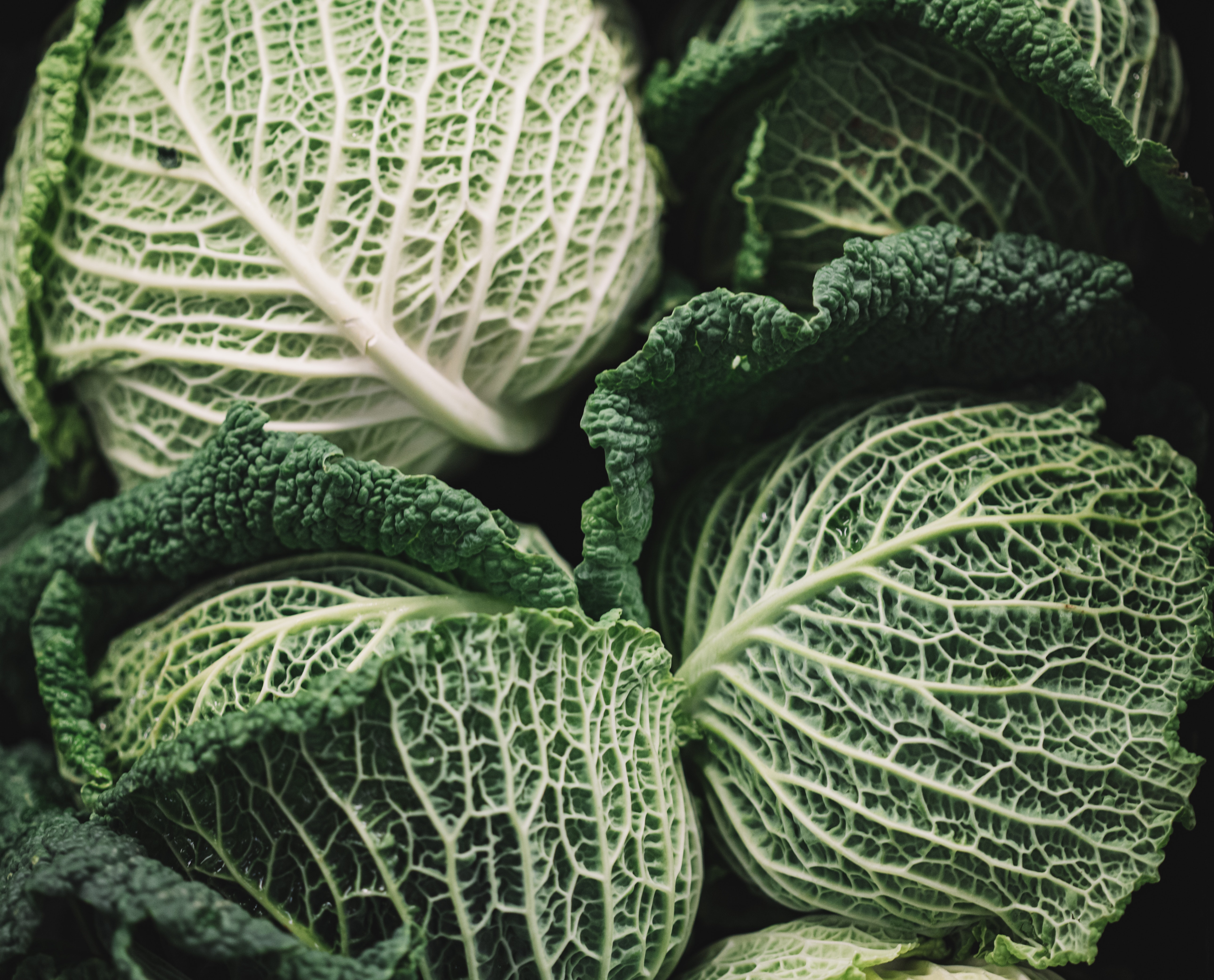 Cabbage Wallpapers