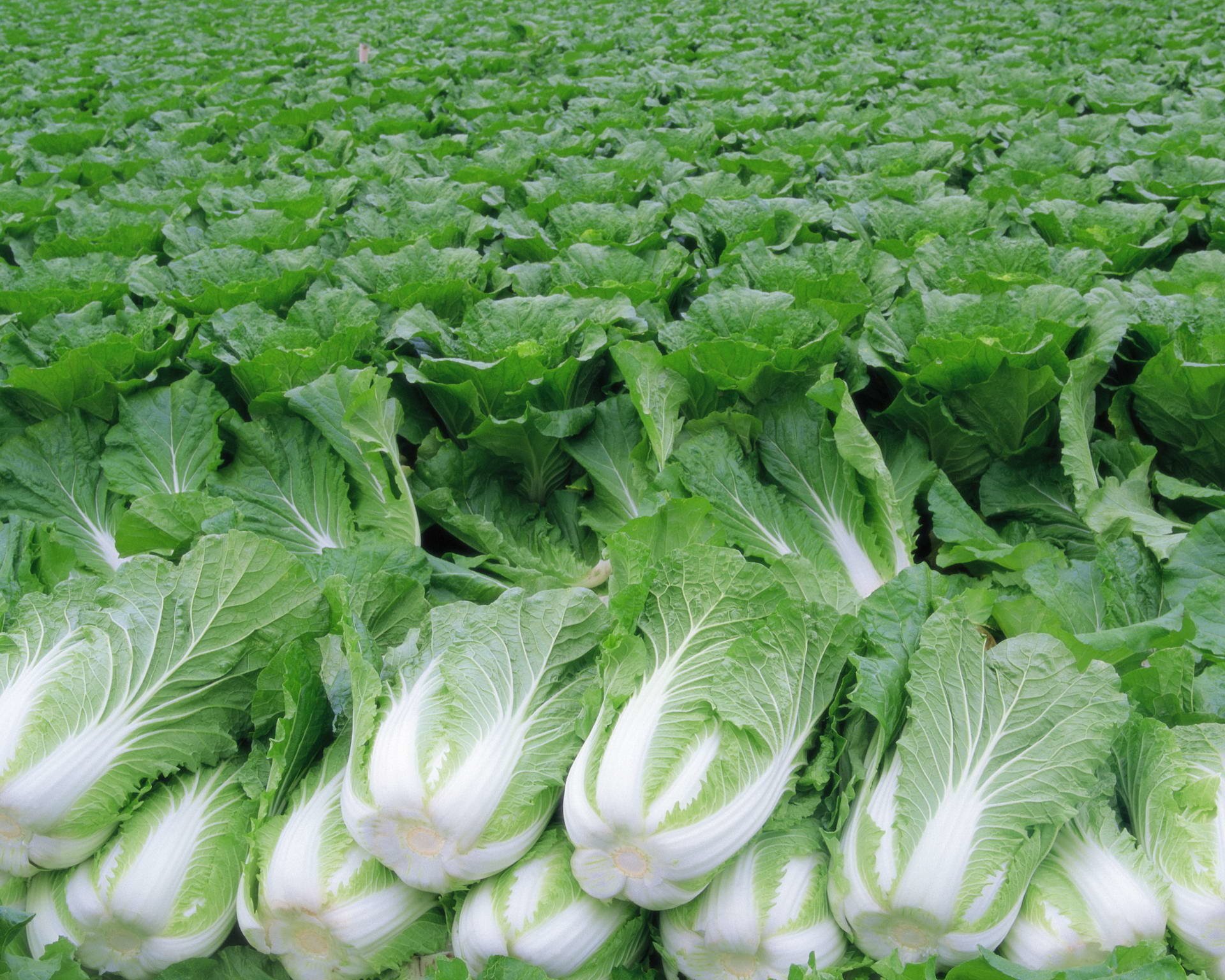 Cabbage Wallpapers