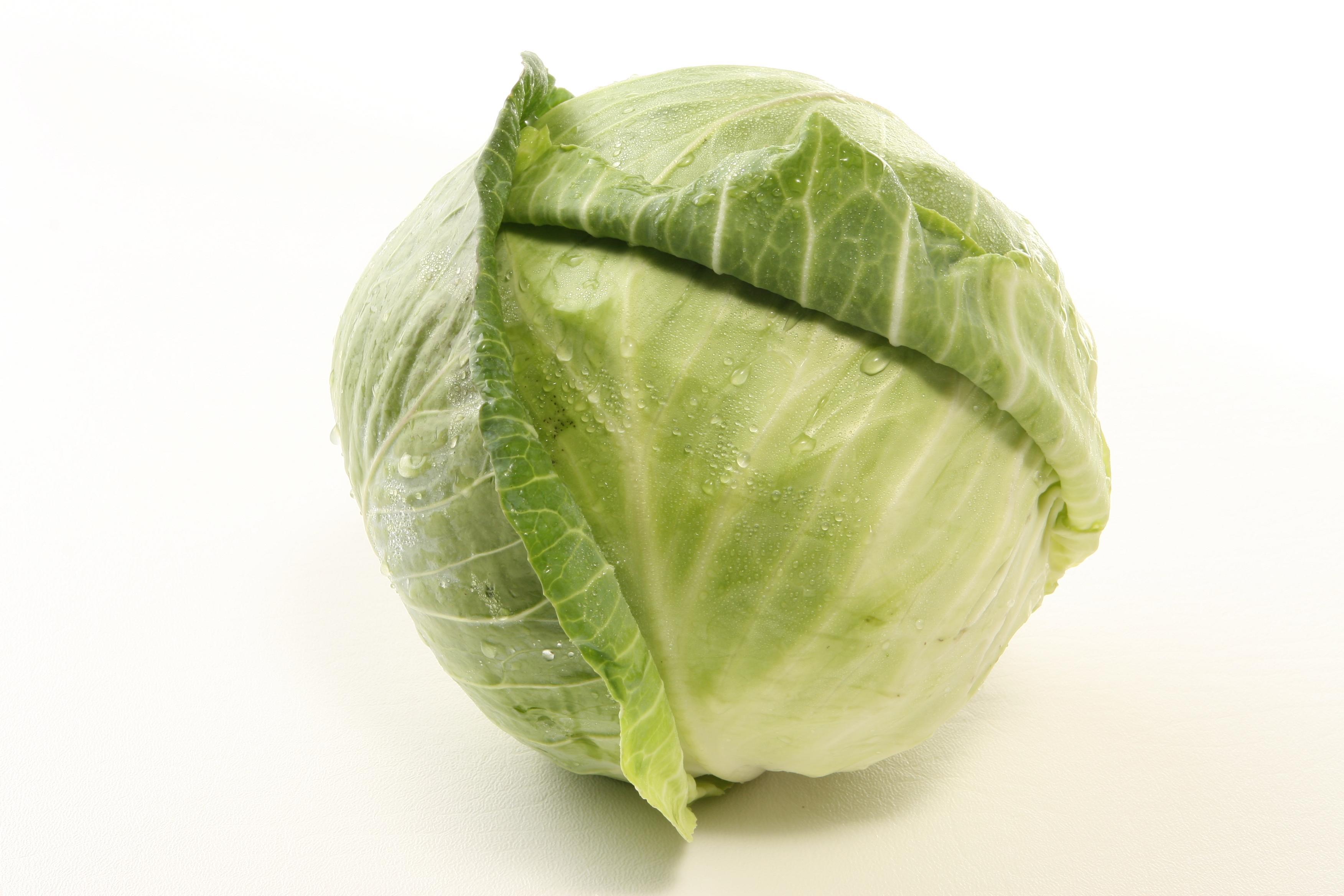 Cabbage Wallpapers