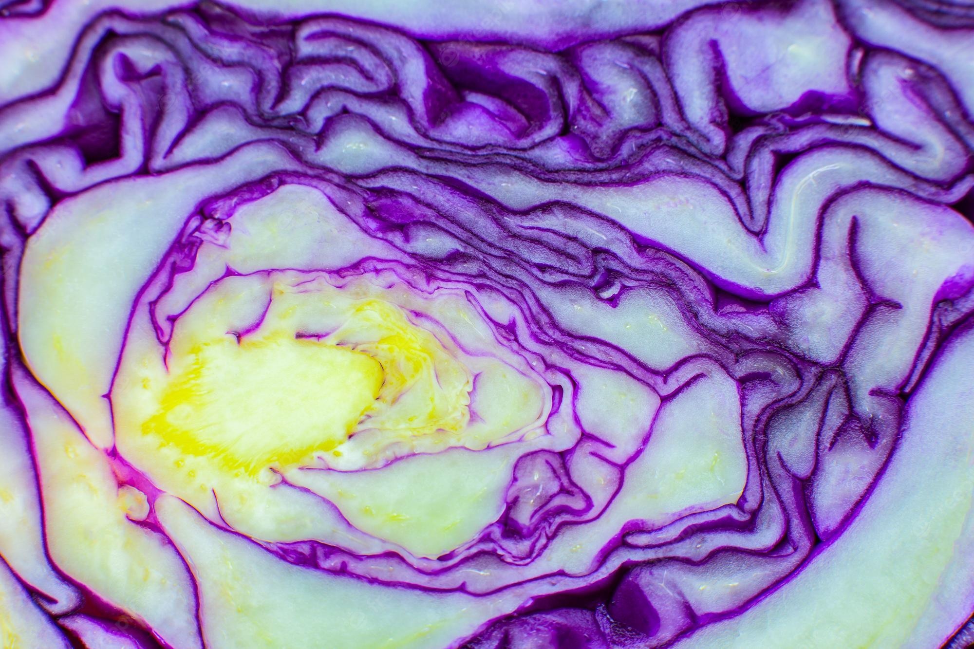 Cabbage Wallpapers