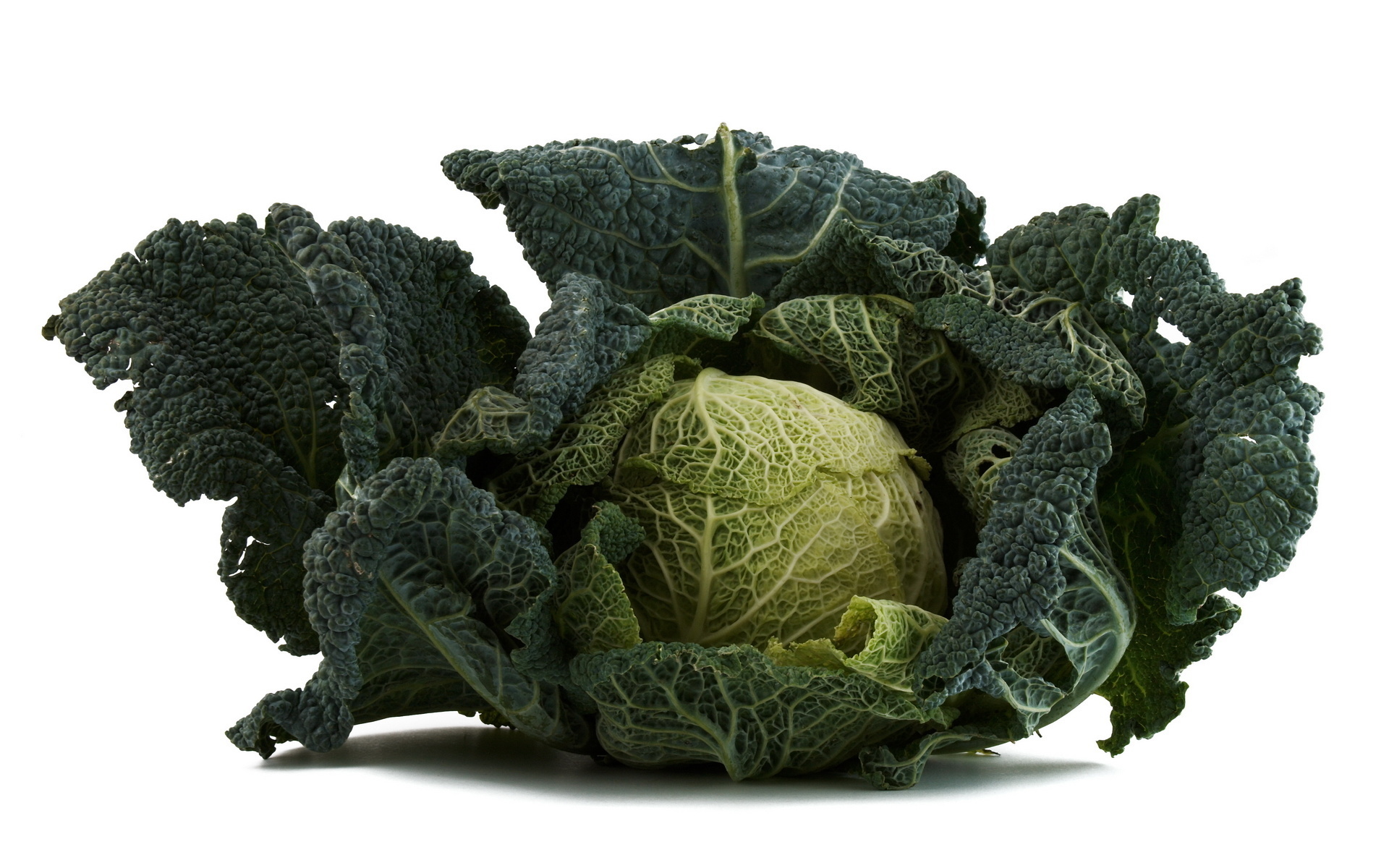 Cabbage Wallpapers