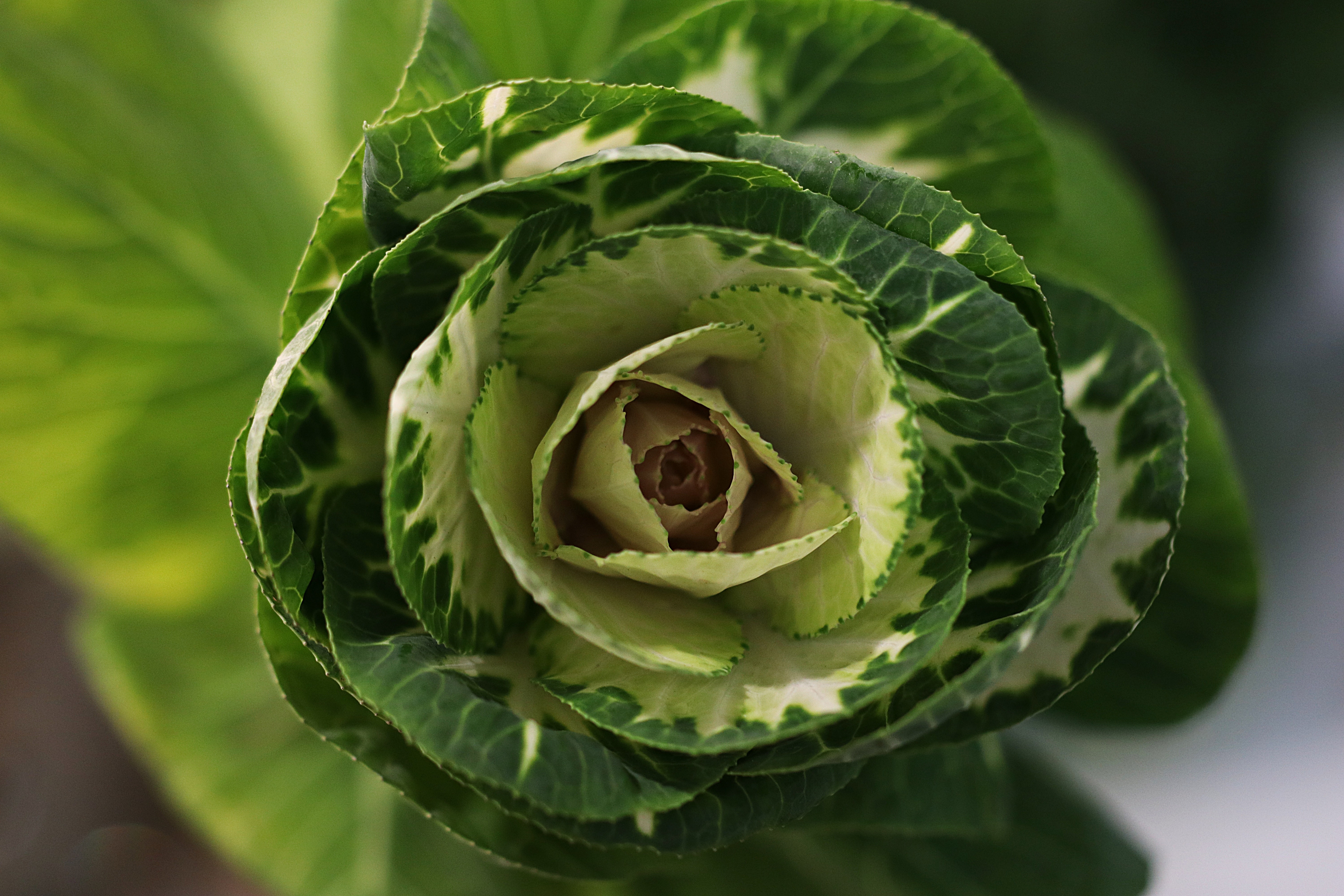 Cabbage Wallpapers