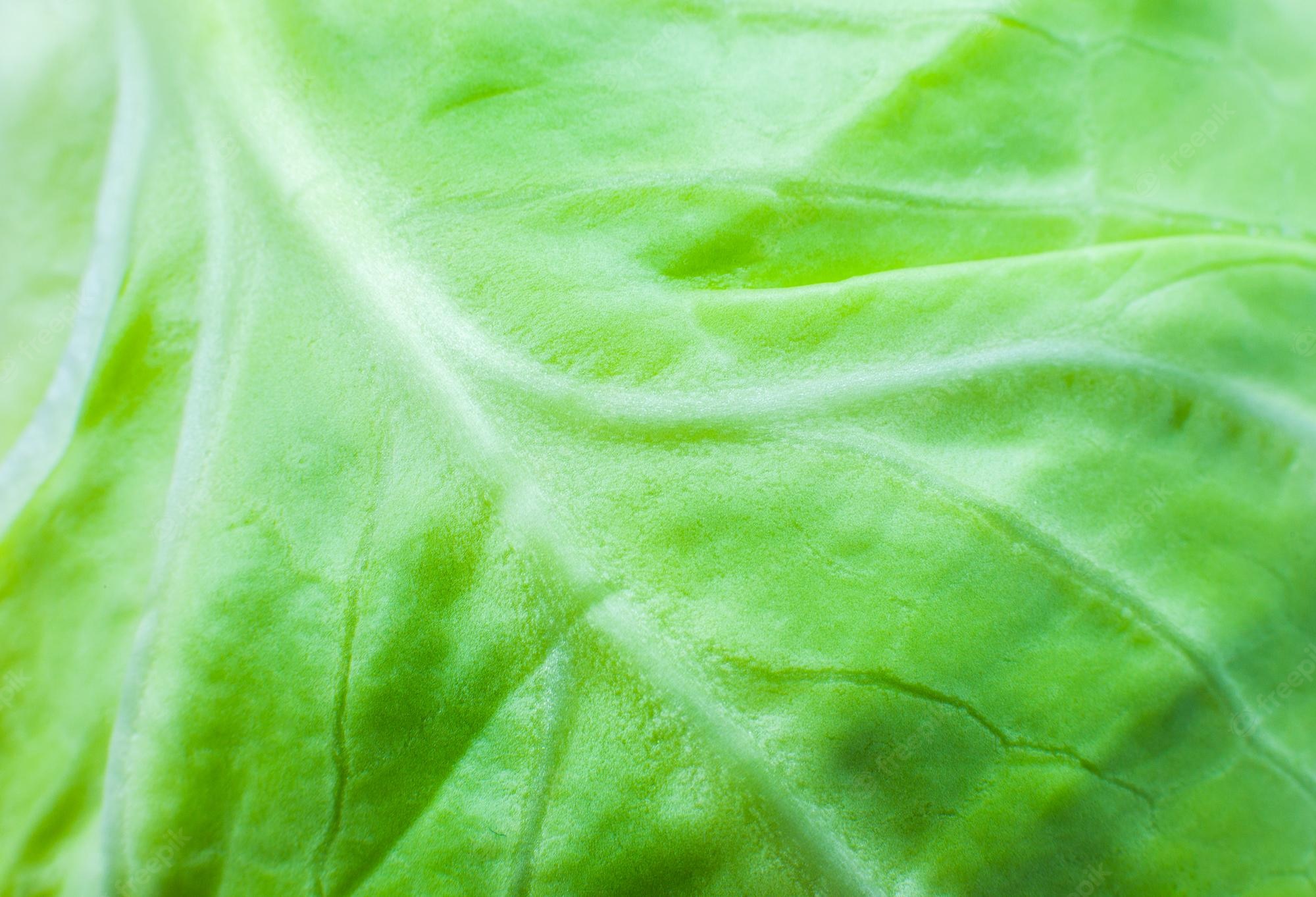 Cabbage Wallpapers