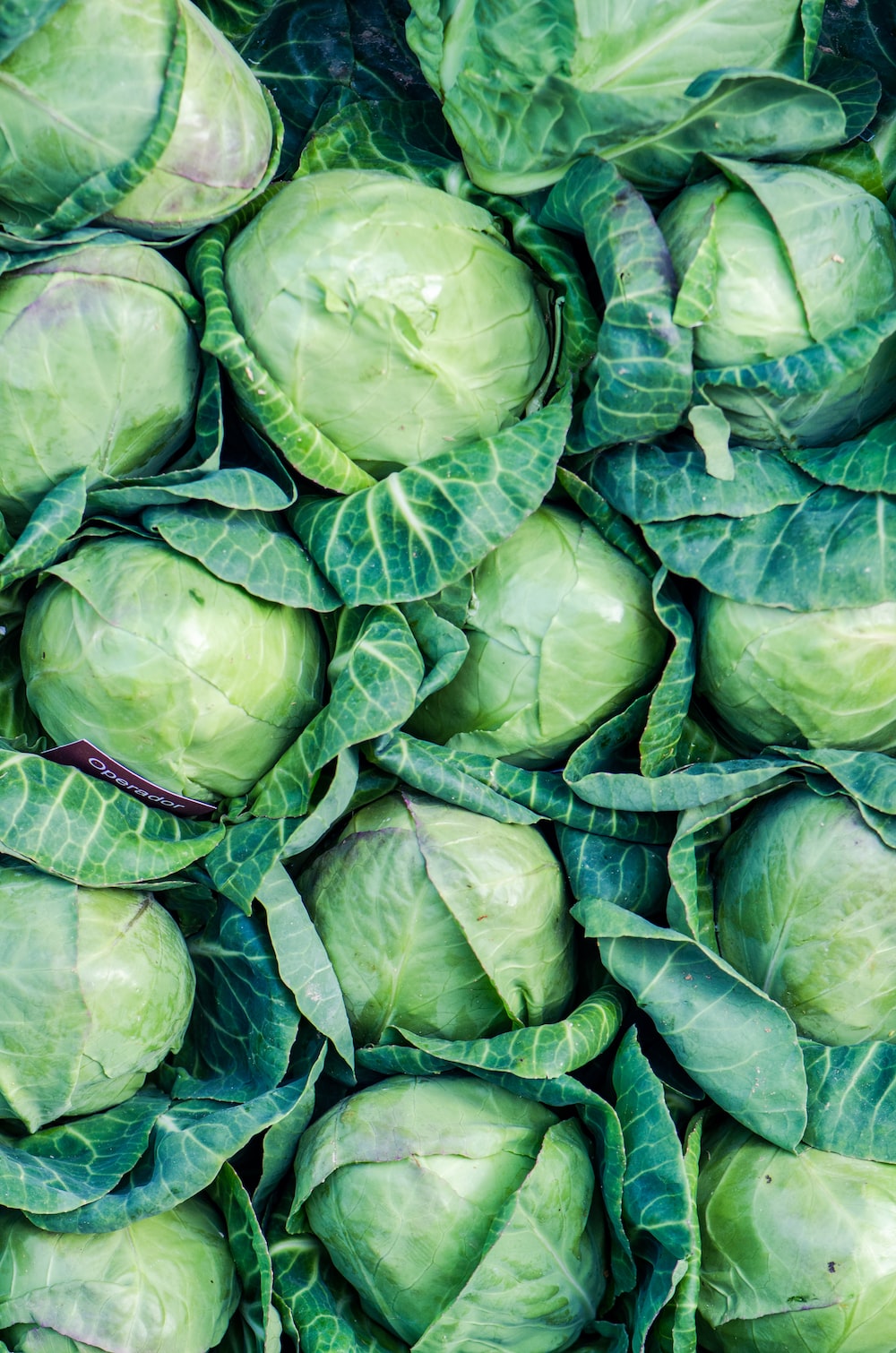 Cabbage Wallpapers