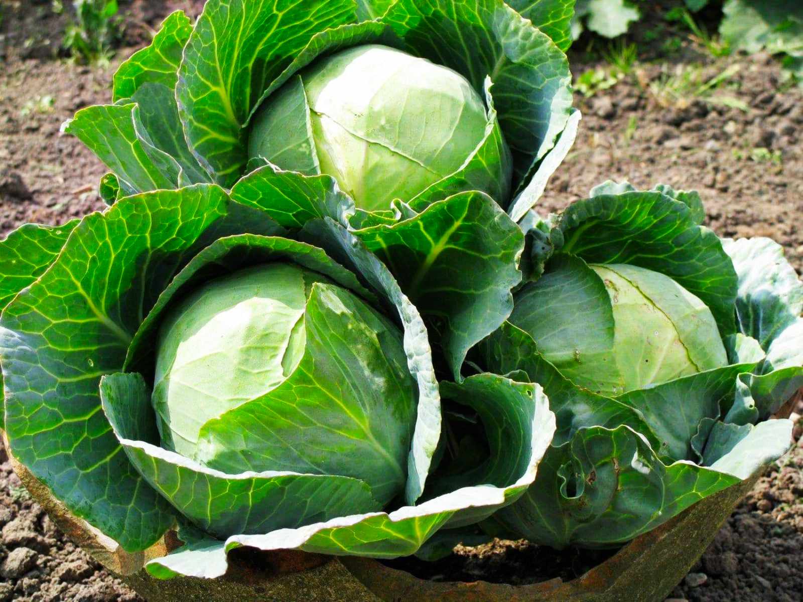 Cabbage Wallpapers