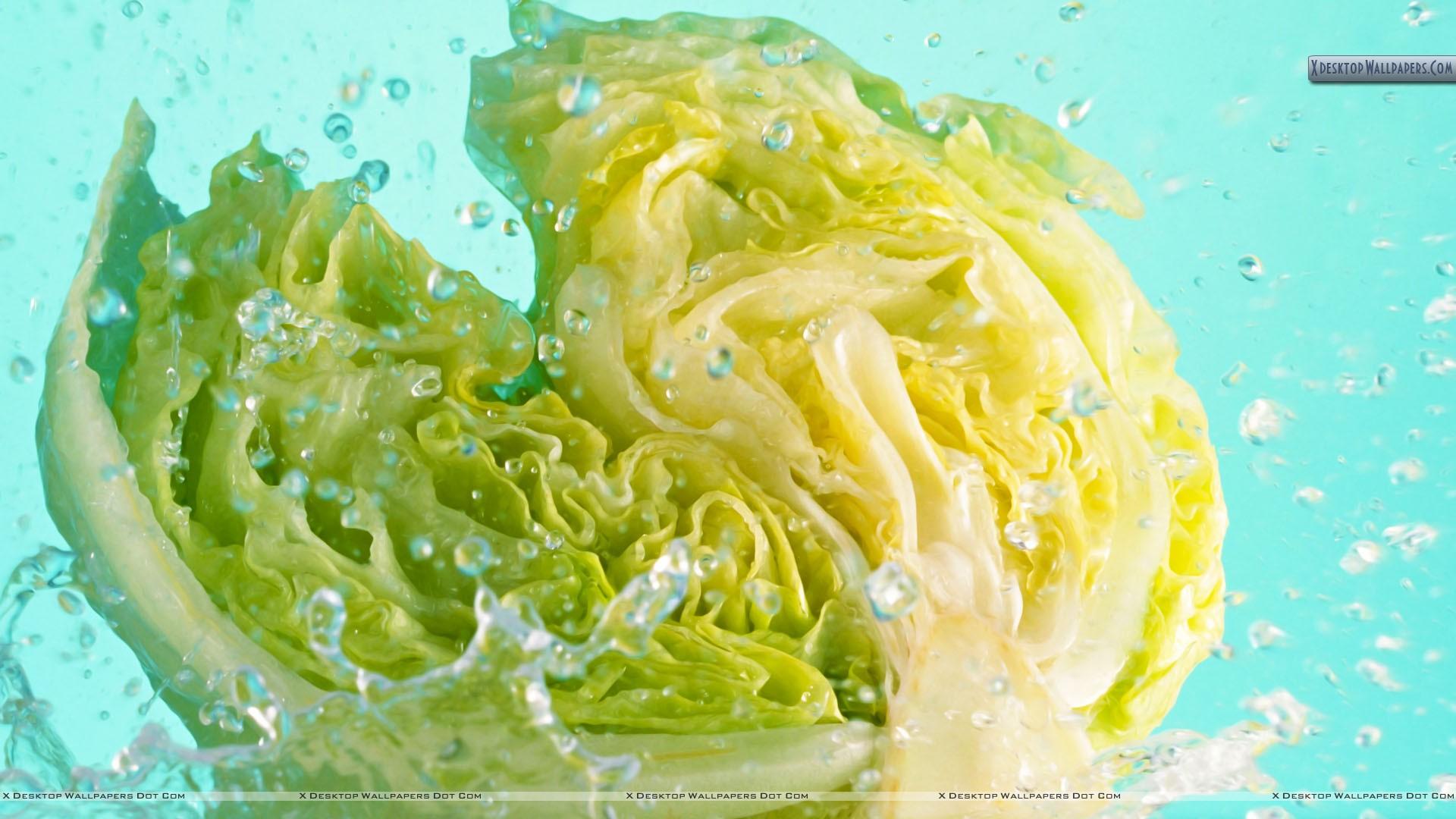 Cabbage Wallpapers