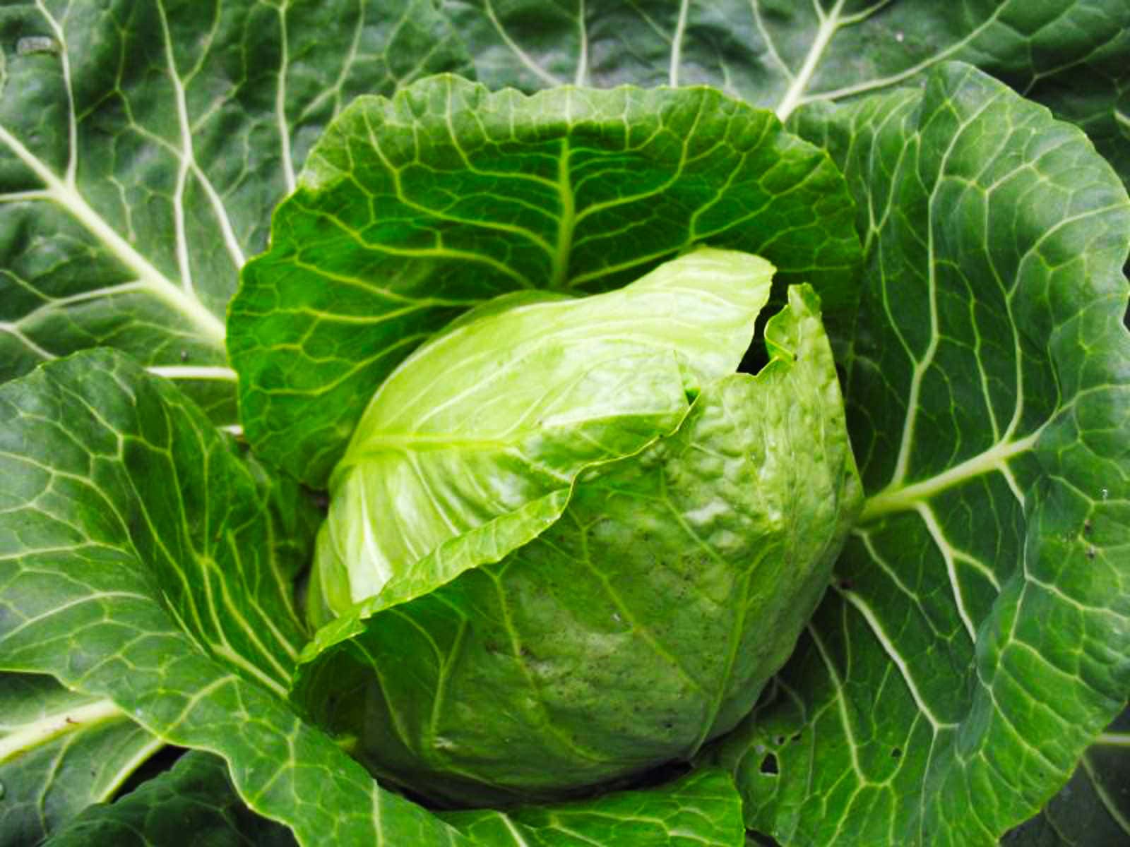 Cabbage Wallpapers